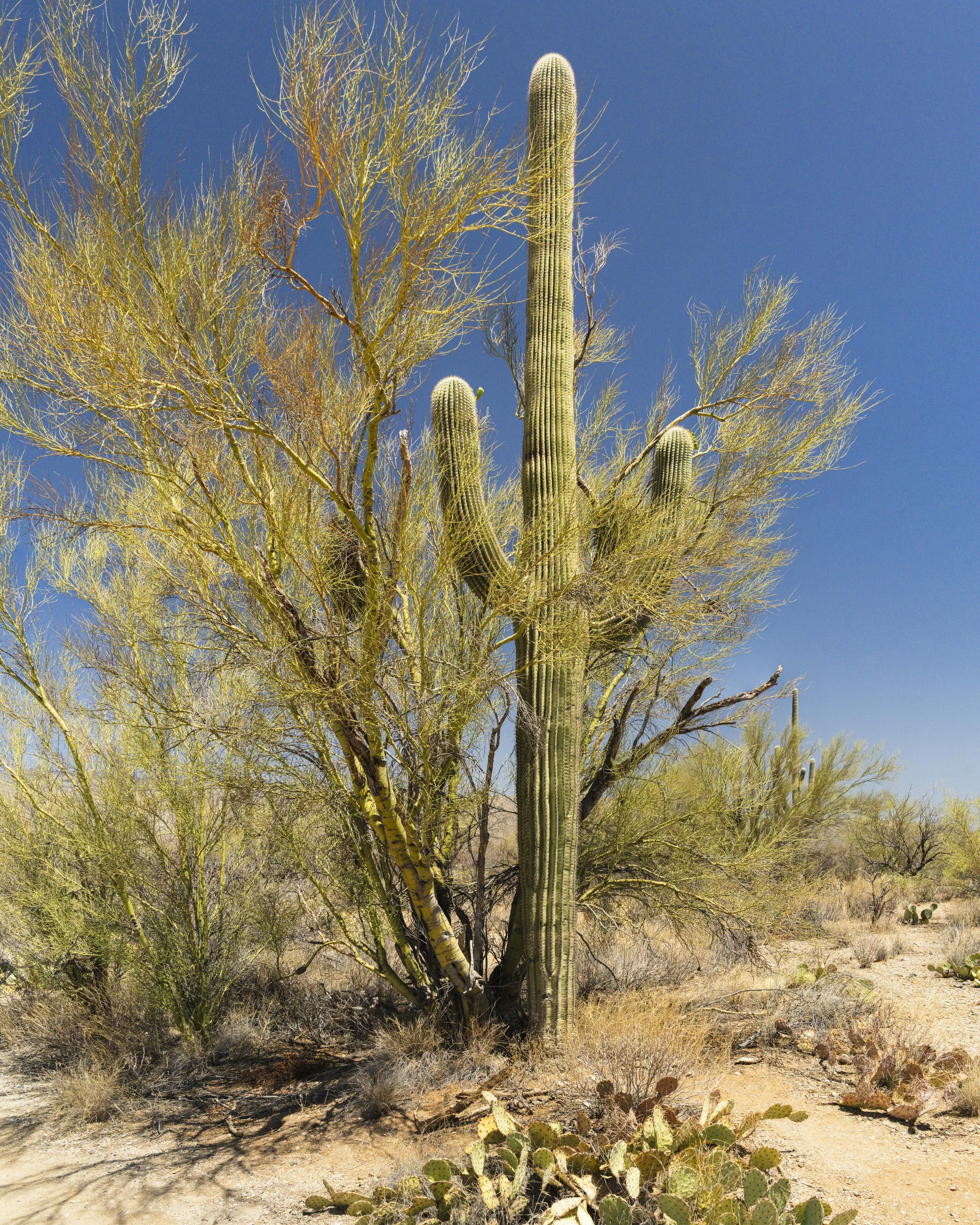 04-Saguaro NP_RWL0783-Pano.jpg