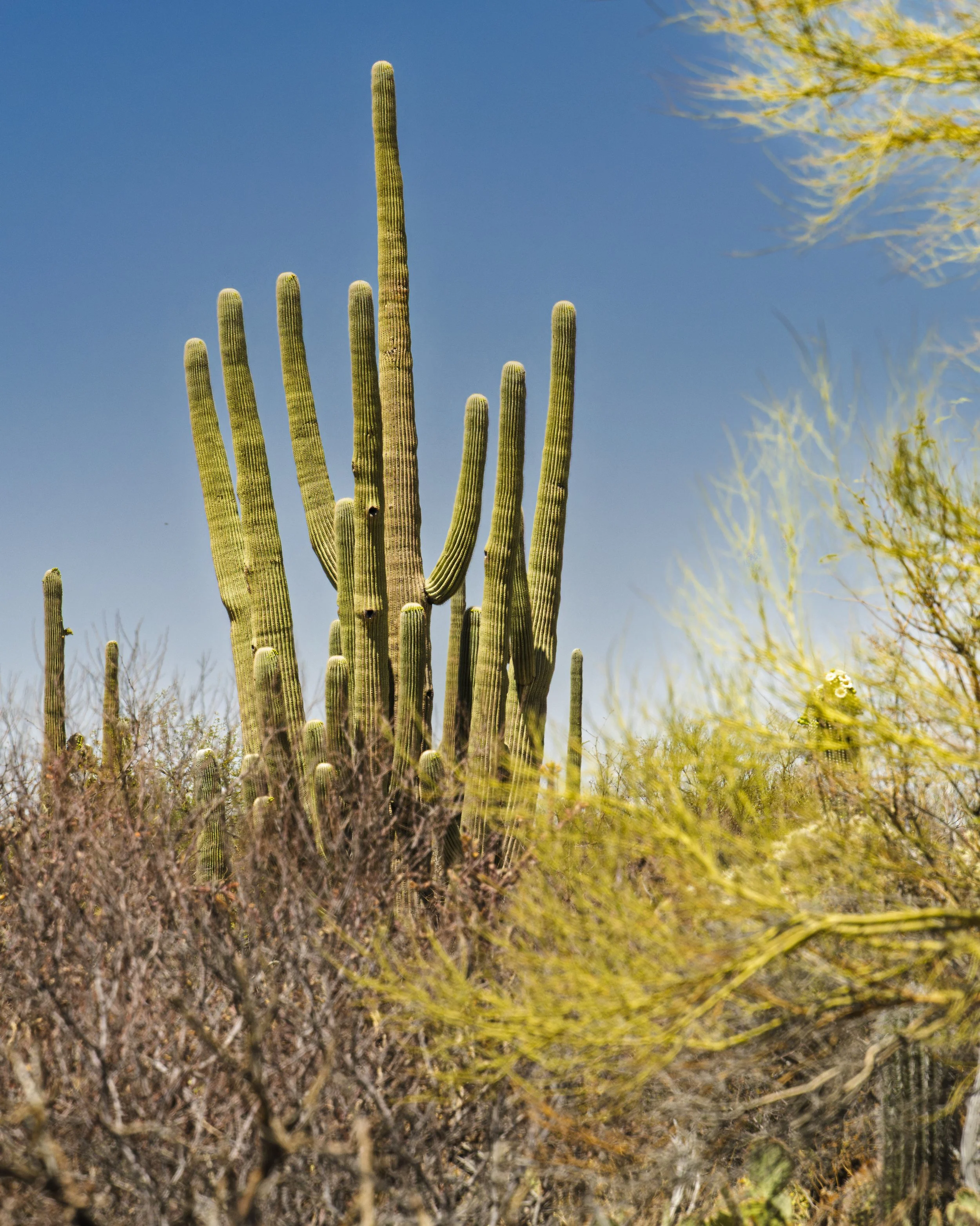 05-Saguaro NP_RWL0788.jpg