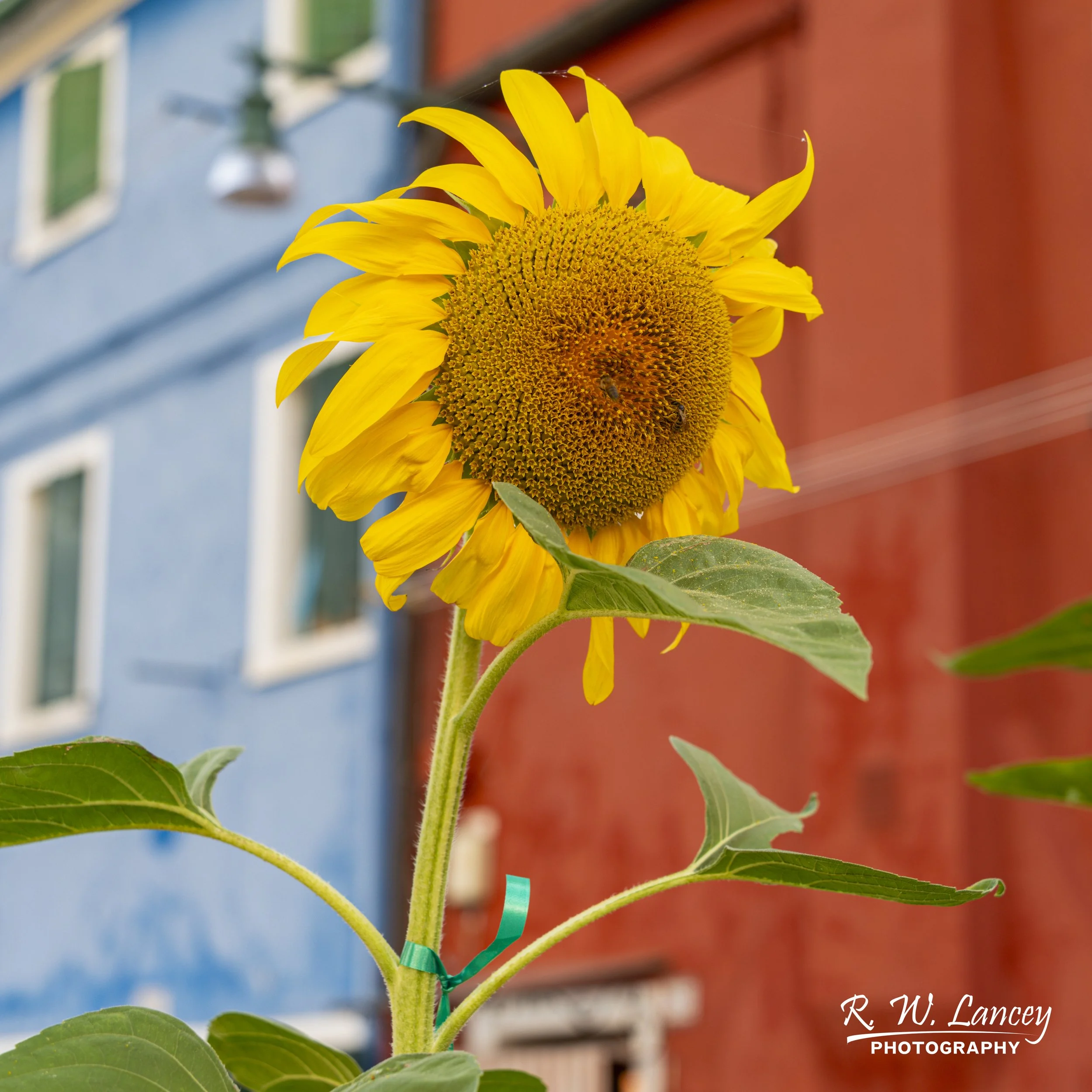 38-Venice__RWL0923.jpg