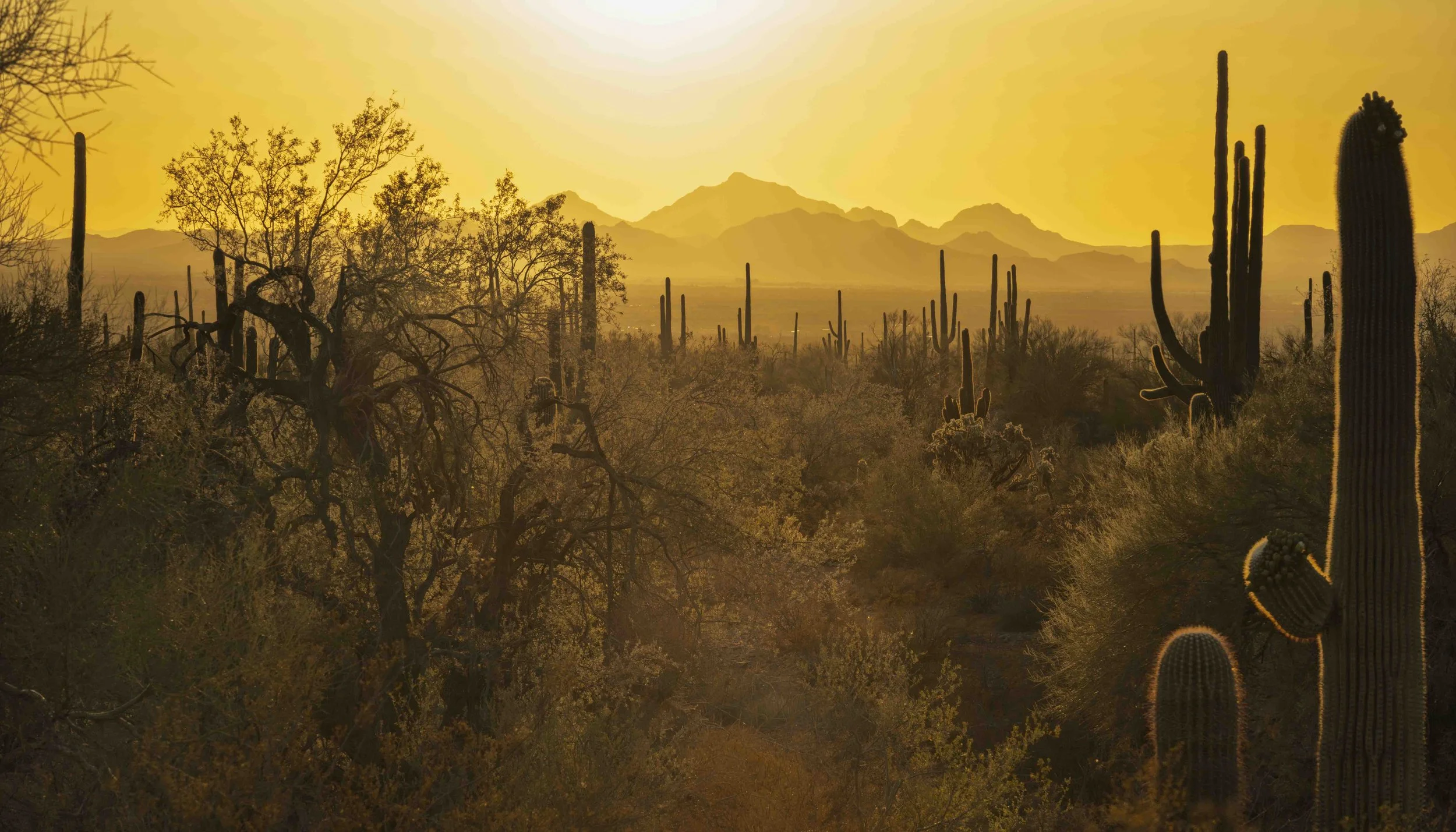 15-Saguaro NP_RWL1016.jpg