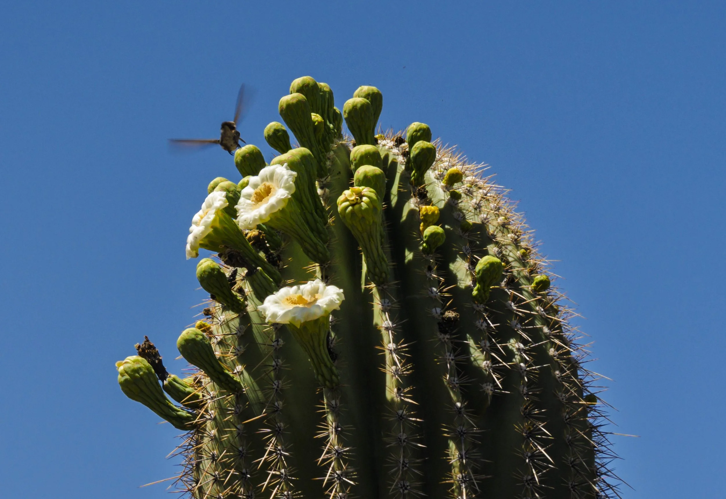 03-Saguaro NP_RWL0684.jpg