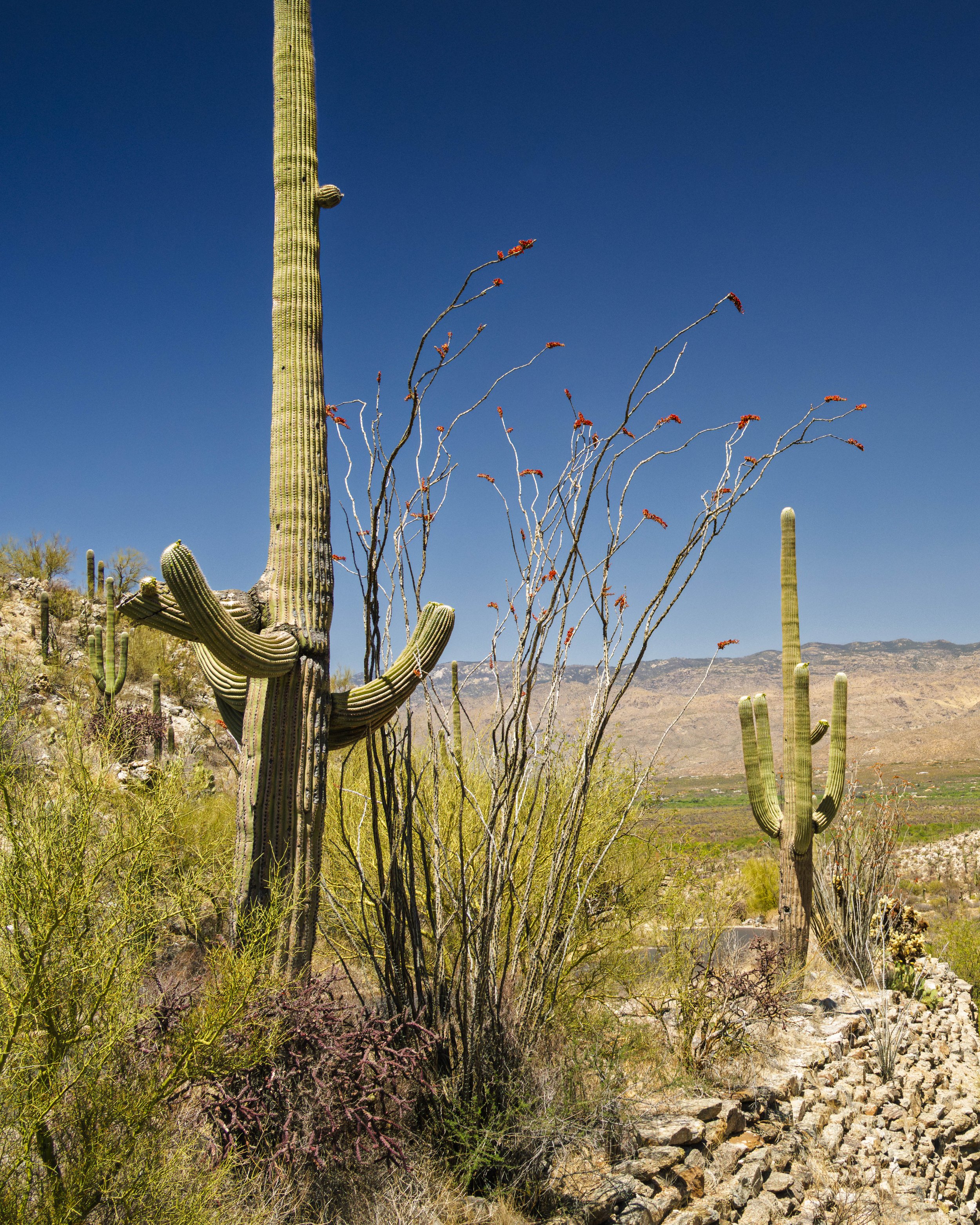 09-Saguaro NP_RWL0852.jpg