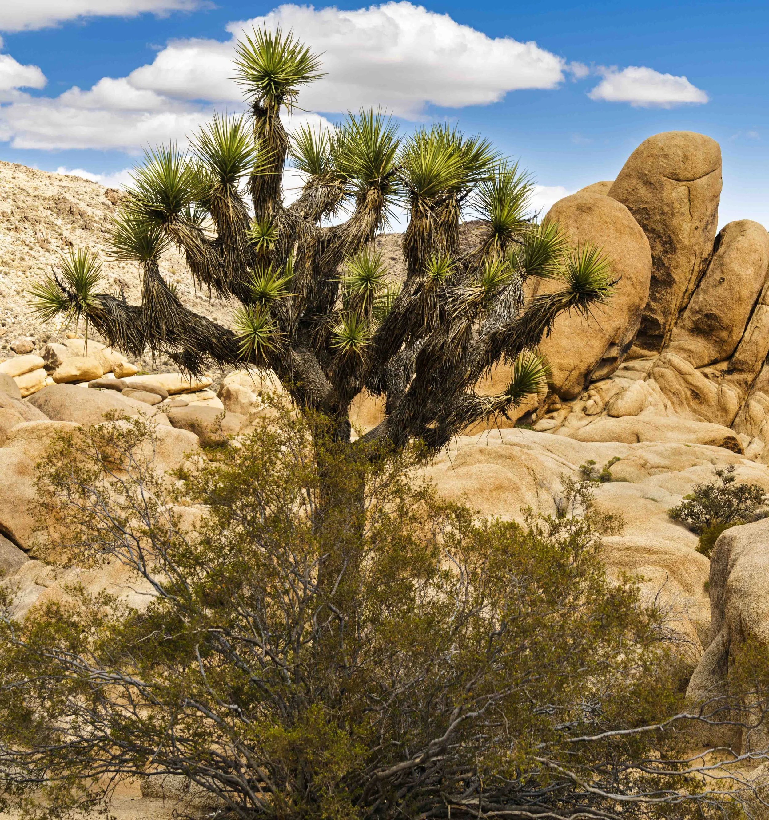 Joshua Tree National Park