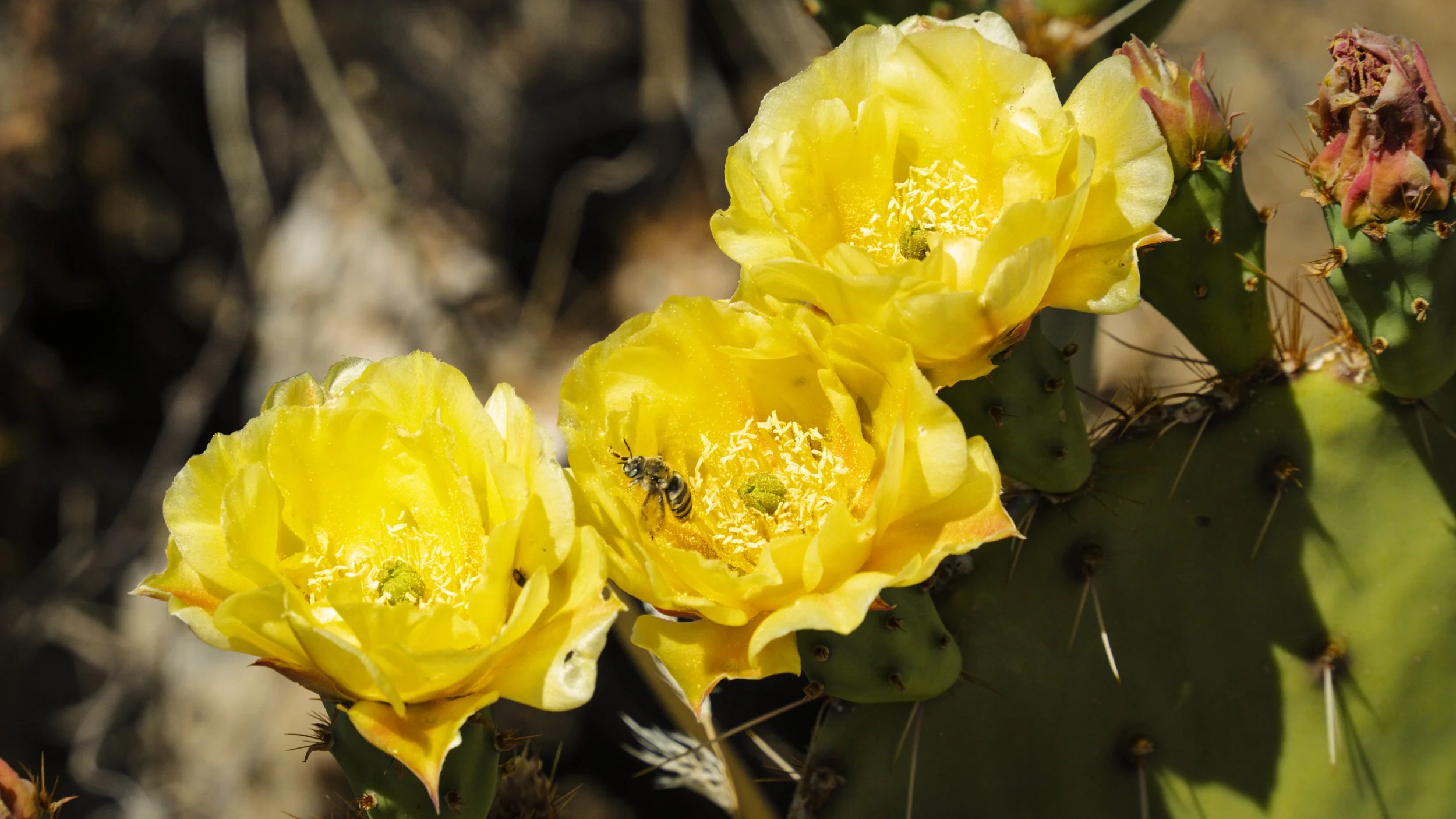 10-Saguaro NP-4 Star-0871.jpg