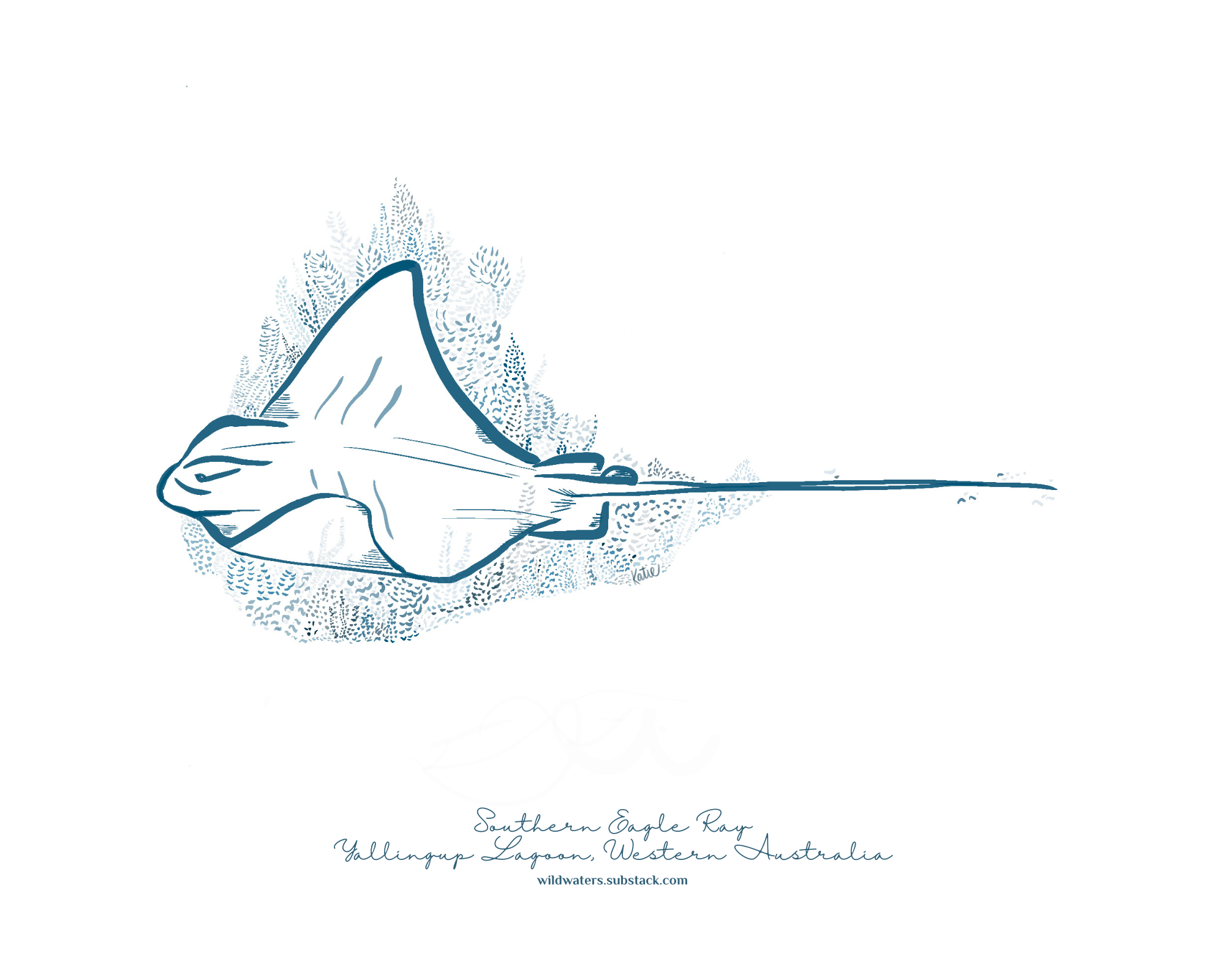 Southern Eagle Ray