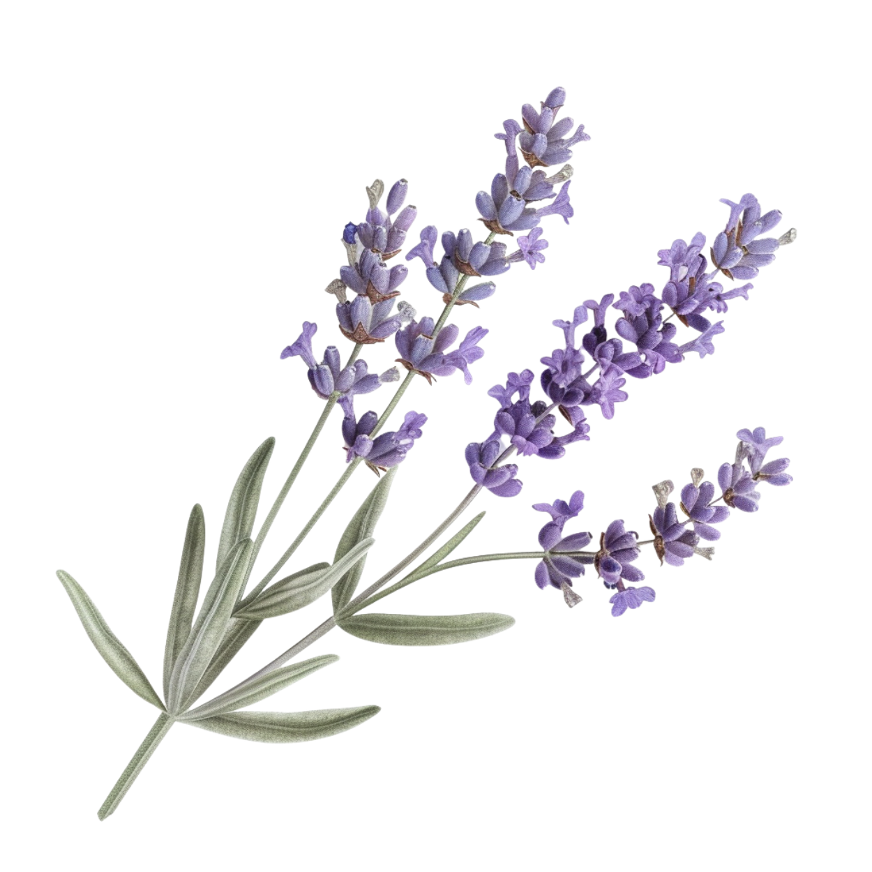 Sprig of lavender with purple flowers and green leaves