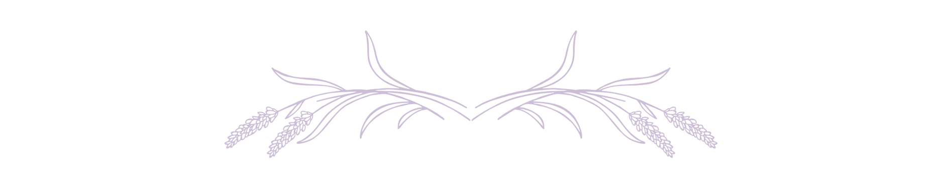 Illustration of lavender sprigs with leaves and flowers in light purple against a transparent background.