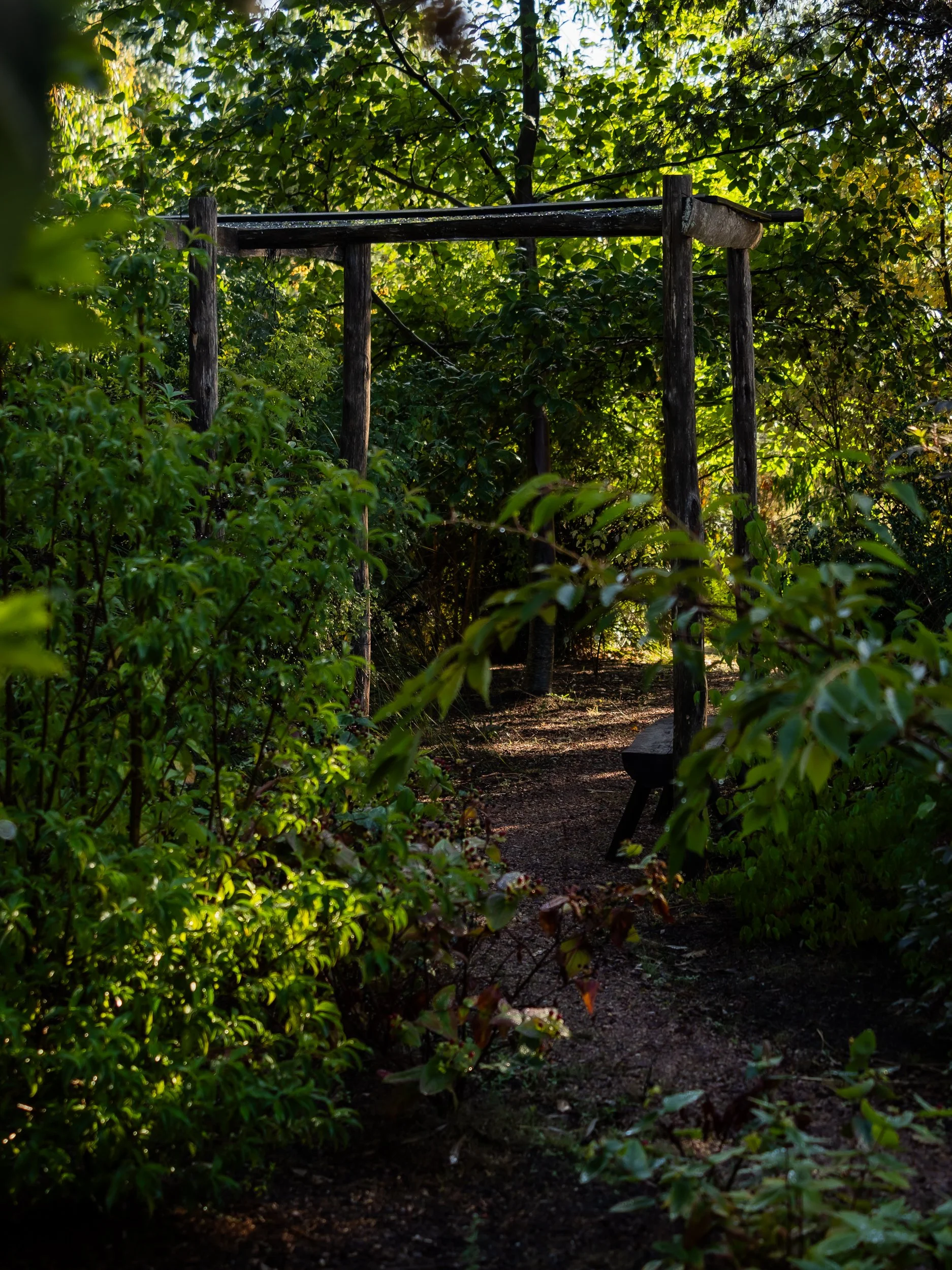 Pathway through a lush, green forest with dense foliage, a wooden bench, and a structure made of wooden posts.