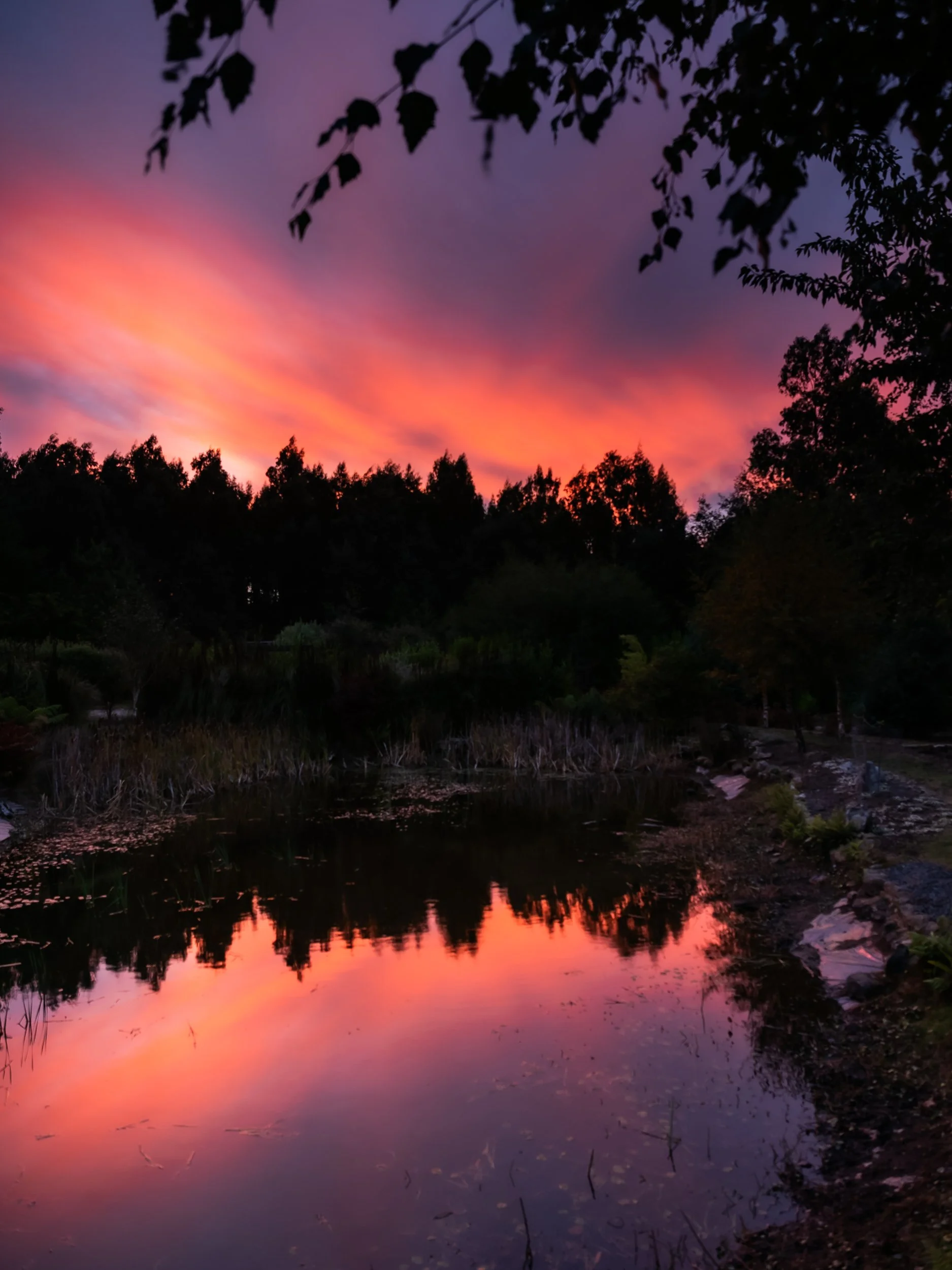 A peaceful sunset over a calm body of water with silhouetted trees and branches in the foreground.