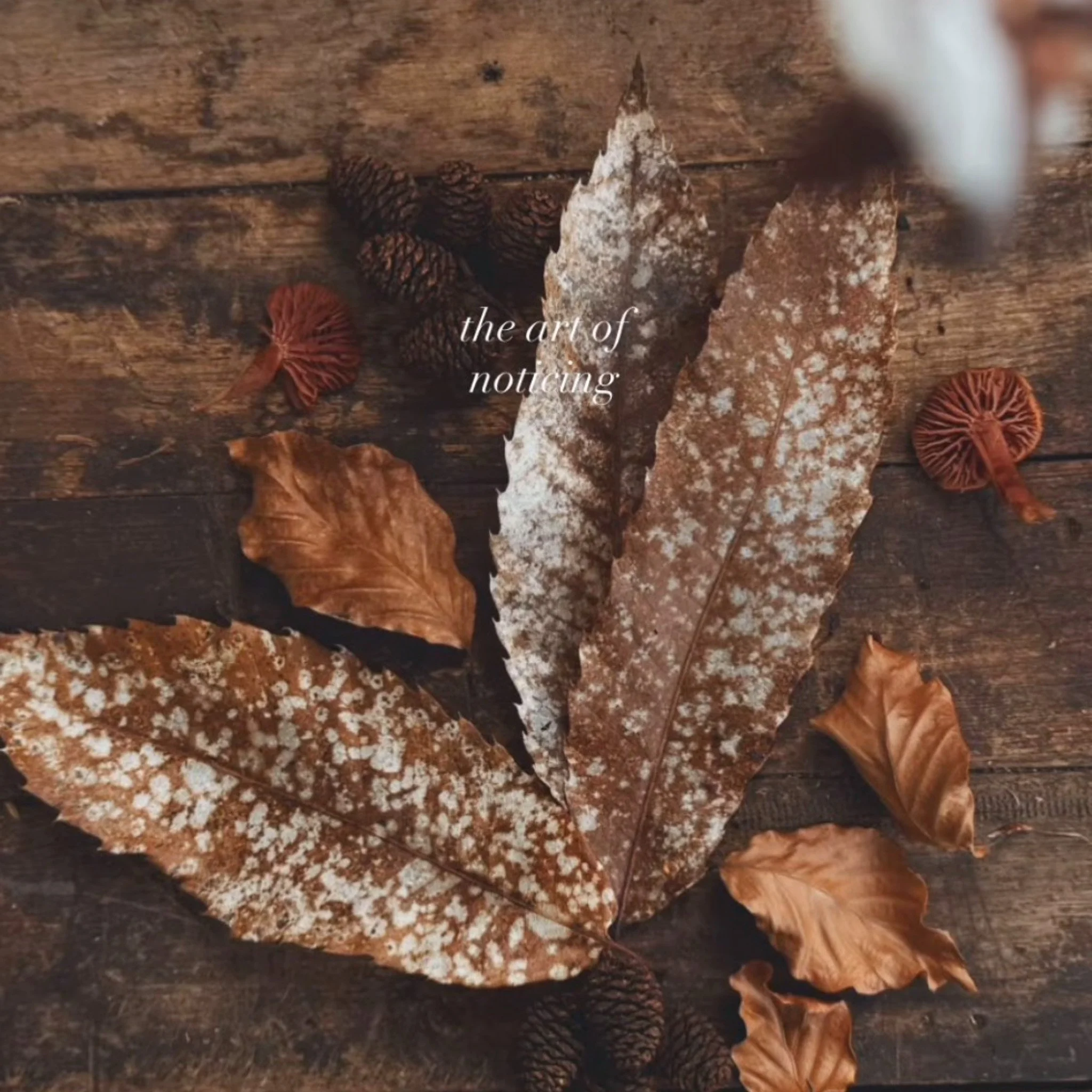 A collection of autumn leaves, pinecones, and mushrooms on a wooden surface with the words 'the art of noticing' in the center.