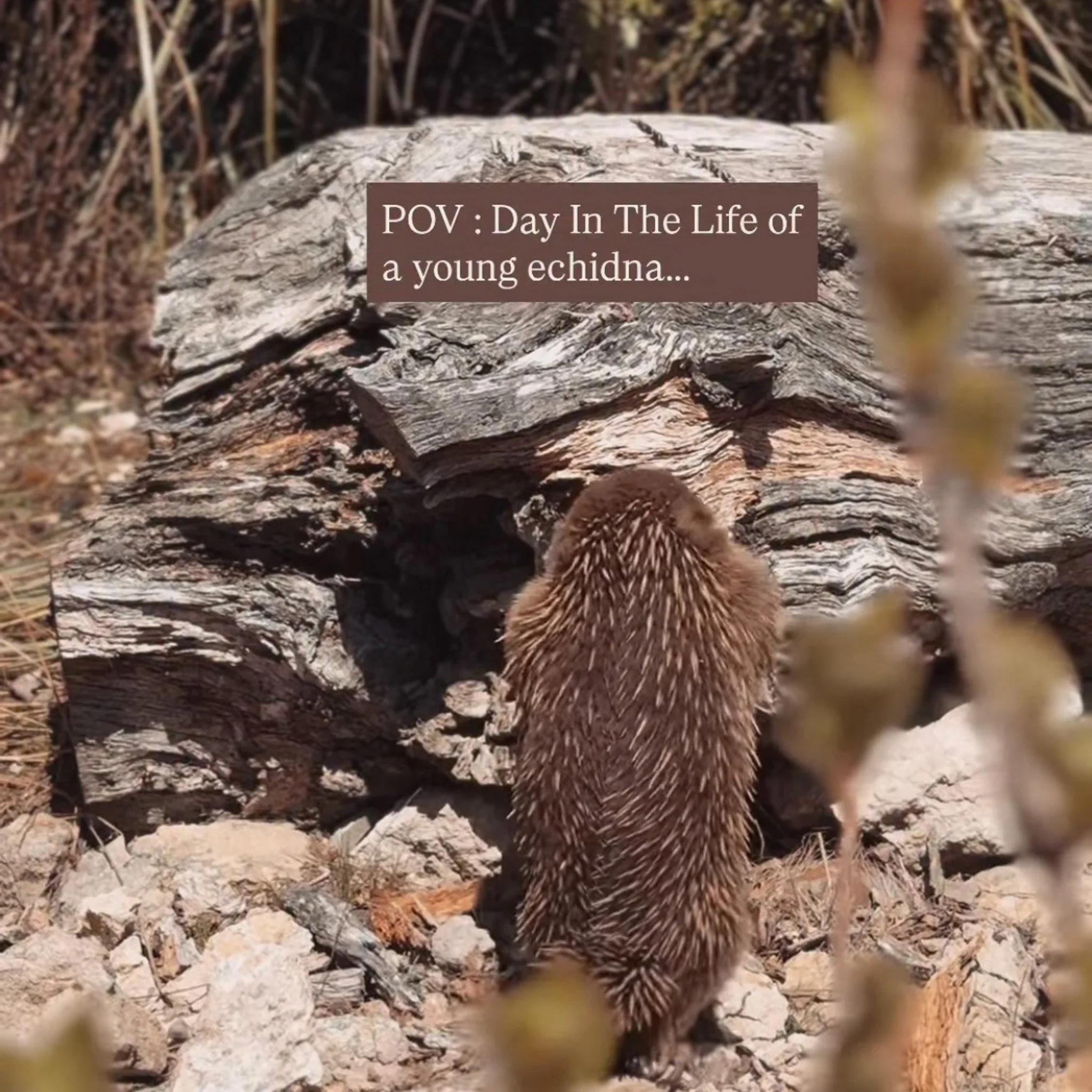 A young hedgehog entering a small hole in a piece of wood outdoors, with dry grass and rocks around, and text overlay that says 'POV: Day In The Life of a young echidna...'.
