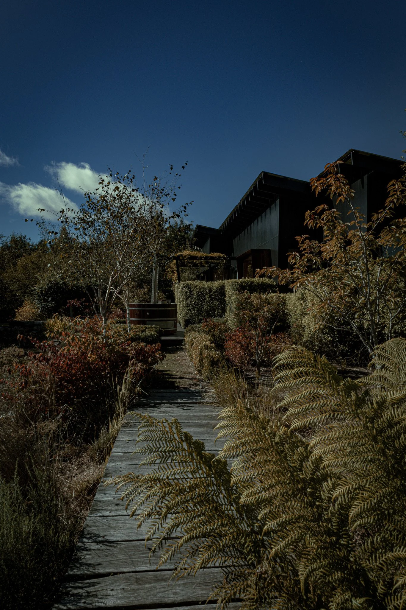A wooden pathway through a garden with various shrubs and trees leading to a modern dark-colored building with a clear blue sky overhead.