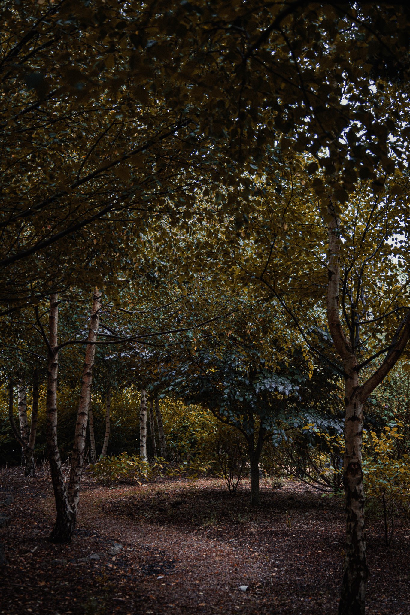 A dark forest with trees and dense foliage, with some light filtering through the leaves.