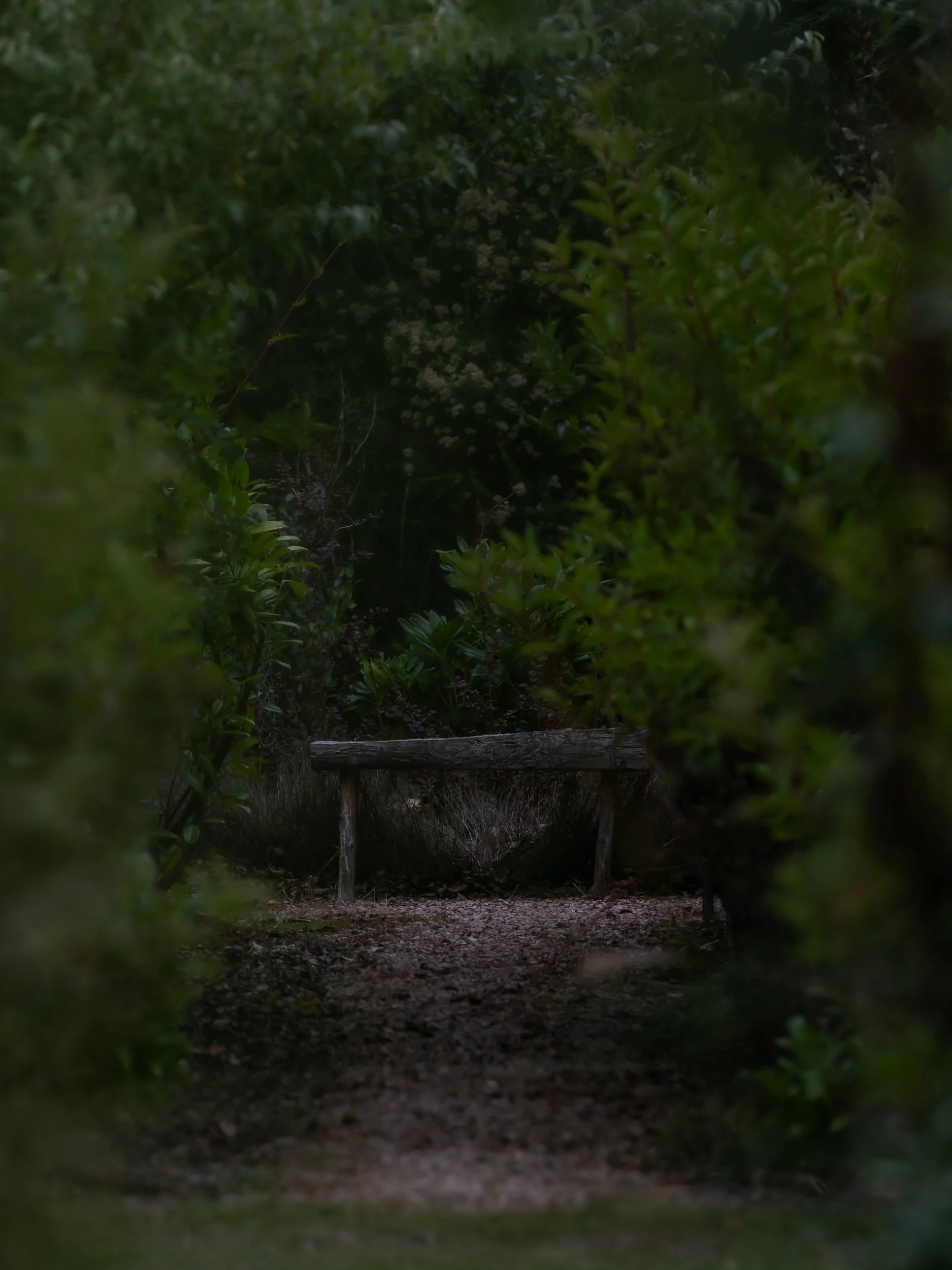 A wooden park bench in a shaded forest area surrounded by greenery and trees.
