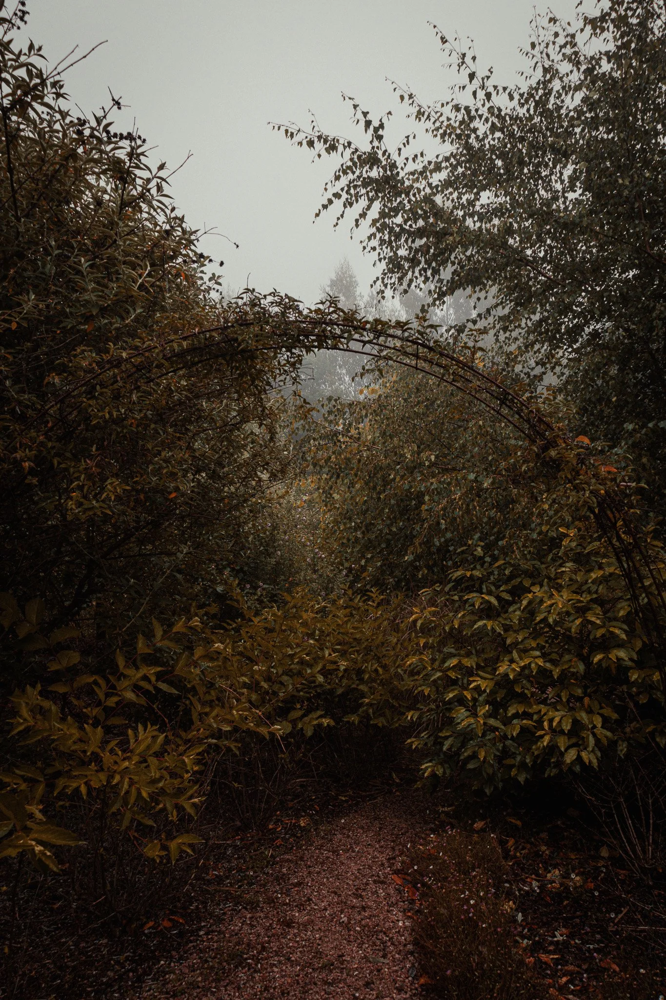 A foggy, overcast outdoor scene with dense bushes and trees lining a narrow, winding dirt trail. An arched metal garden trellis is visible among the foliage.