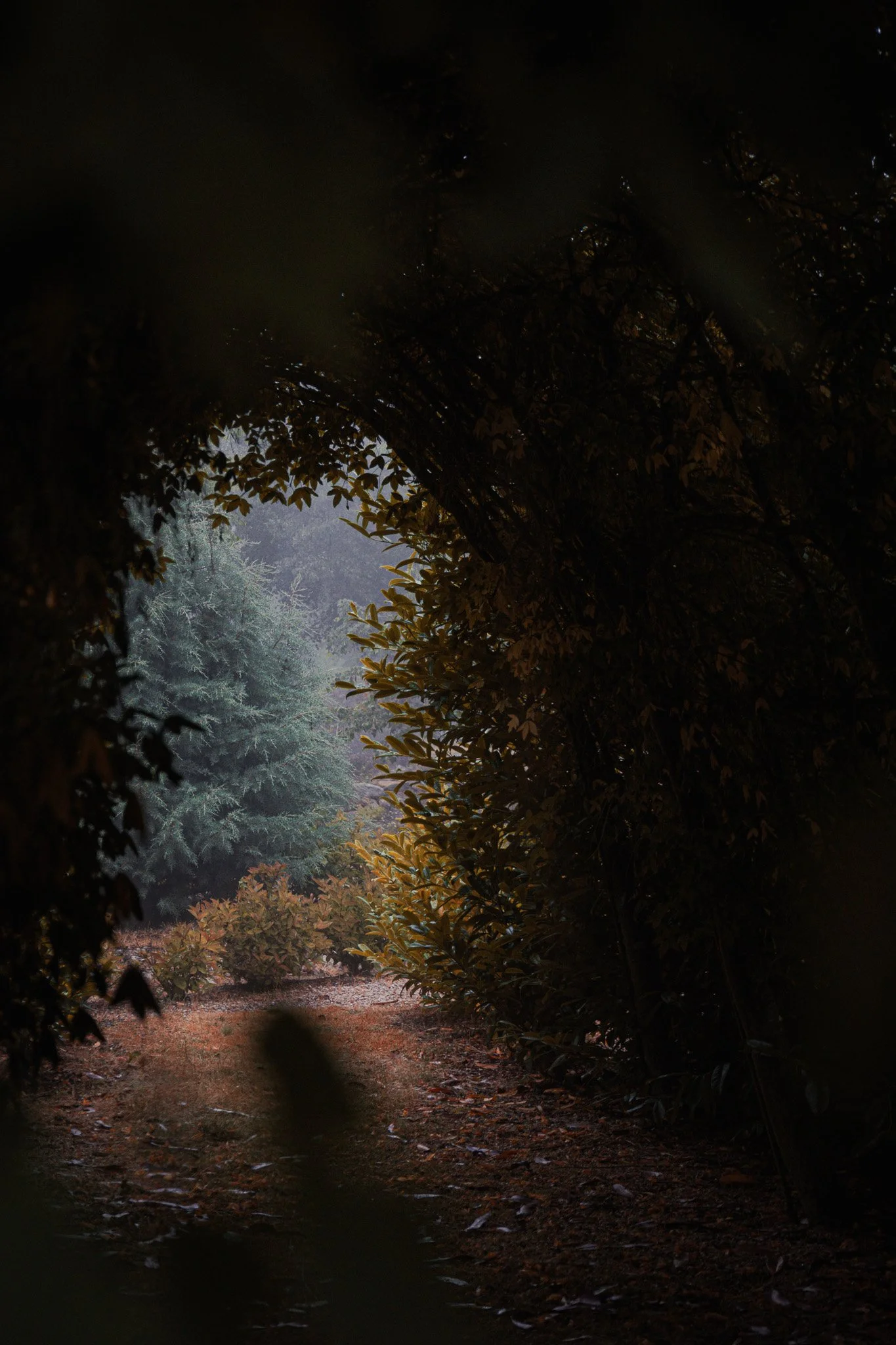 A view of a wooded trail with tall trees and dense foliage on both sides, taken during the early morning or late evening.