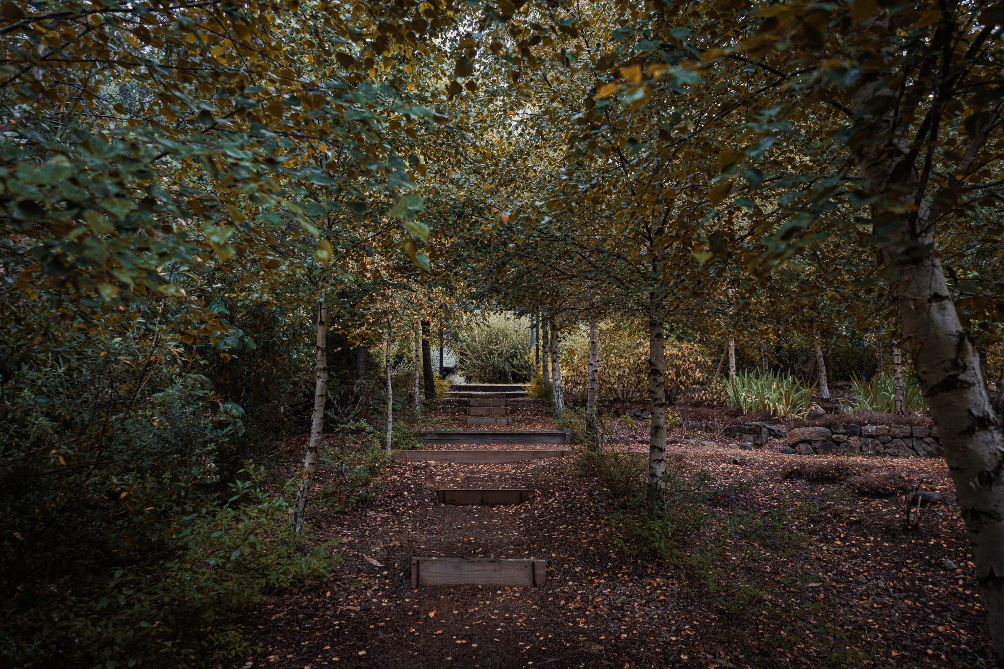 A forest path with wooden steps surrounded by trees with autumn-colored leaves.