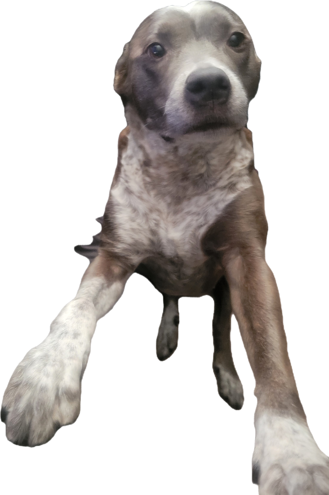 A puppy with a gray and white coat, standing and looking directly at the camera.