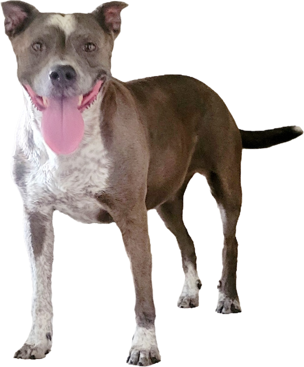 A brown and white dog with a broad smile, tongue hanging out, and pointy ears.