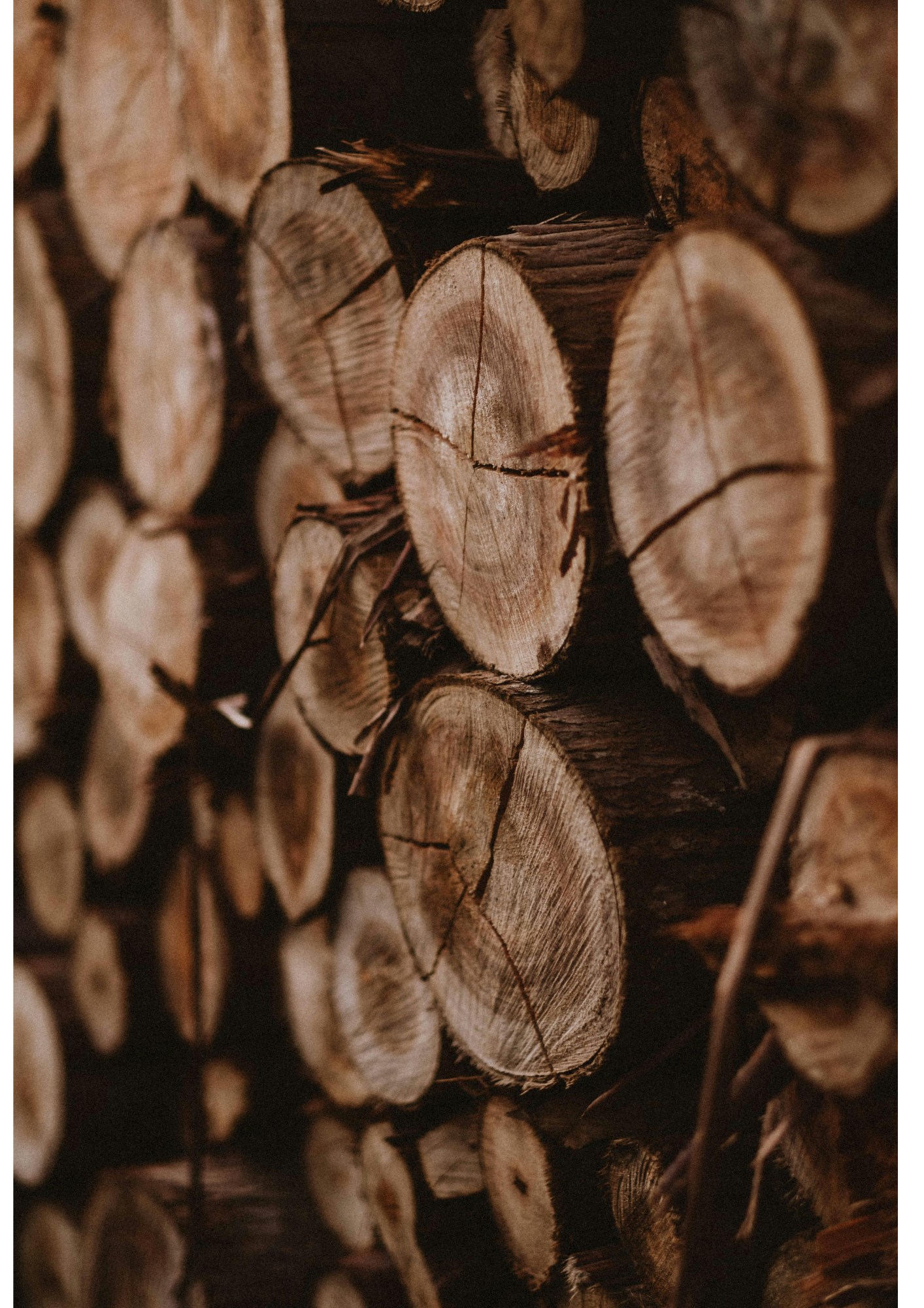 Aulne et épicéa : les bois secrets d'un sauna finlandais authentique