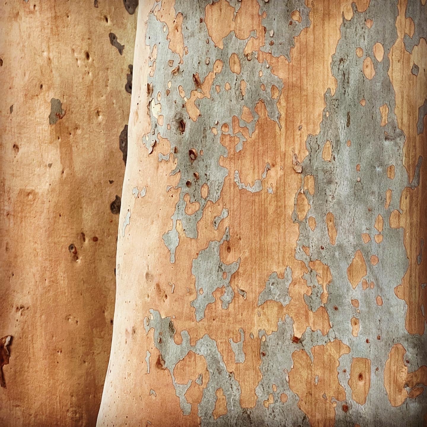 Close-up of a tree trunk with peeling bark revealing light-colored wood beneath.