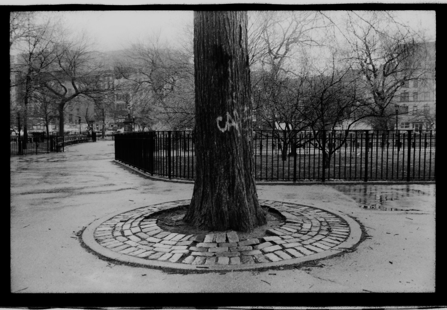 A black and white photo of a park with a large tree in the center, surrounded by a circular brick border. A fence encloses the park, and leafless trees are visible in the background, with buildings beyond. The ground appears wet.