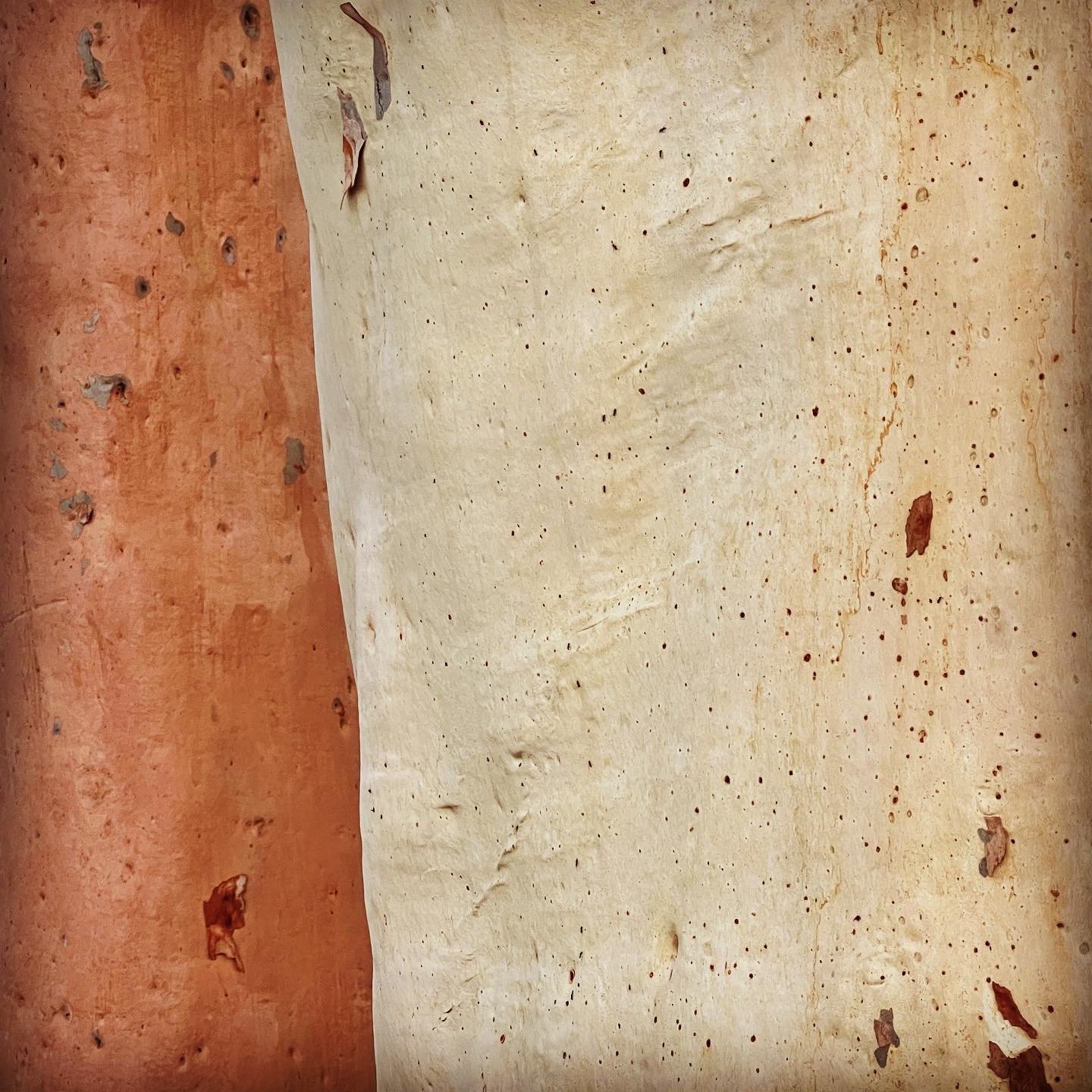 Close-up of peeling and weathered paint on a wooden or plaster surface with shades of reddish-brown and beige.