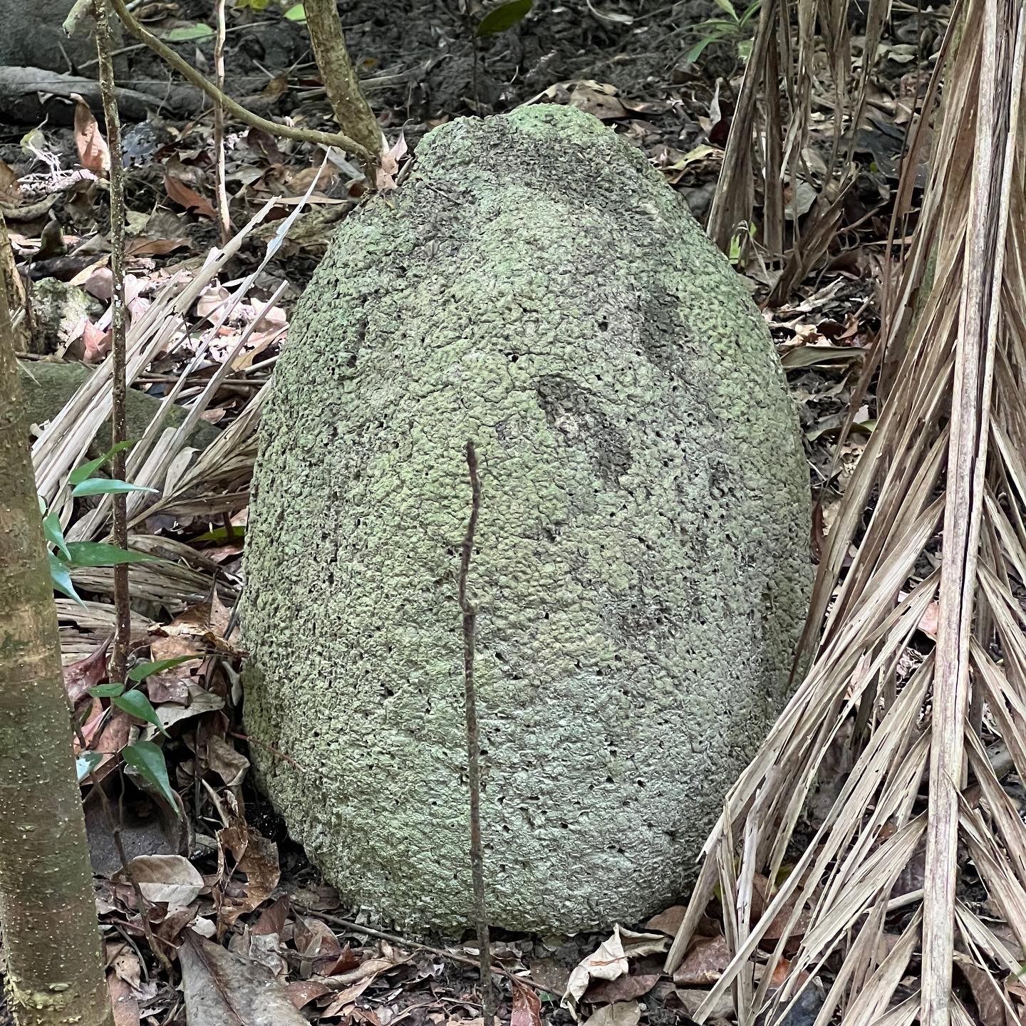 A large, rounded stone with a textured surface, surrounded by dry leaves and vegetation in a natural outdoor setting.