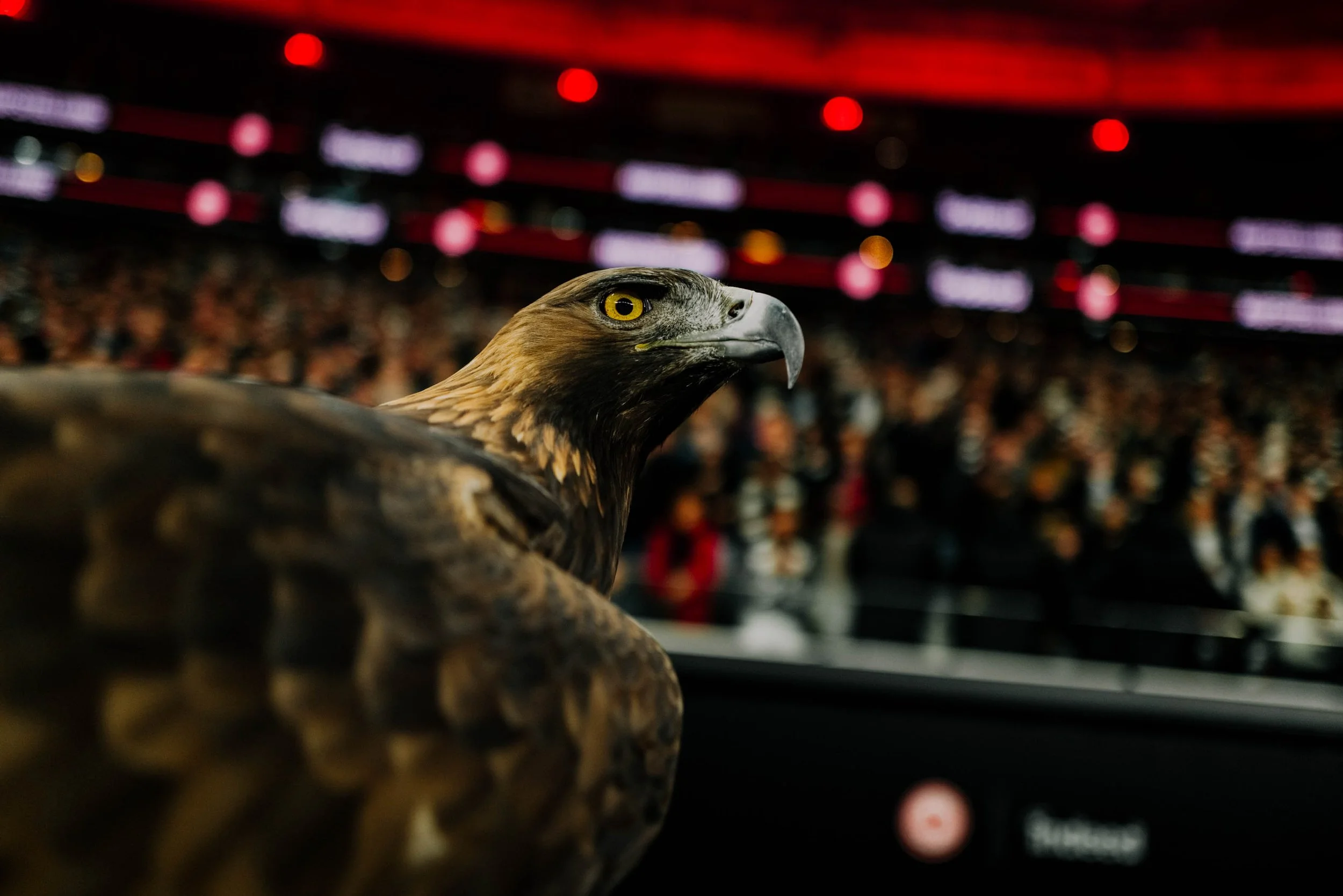Close-up of a golden eagle with a blurred crowd in the background at an indoor event.