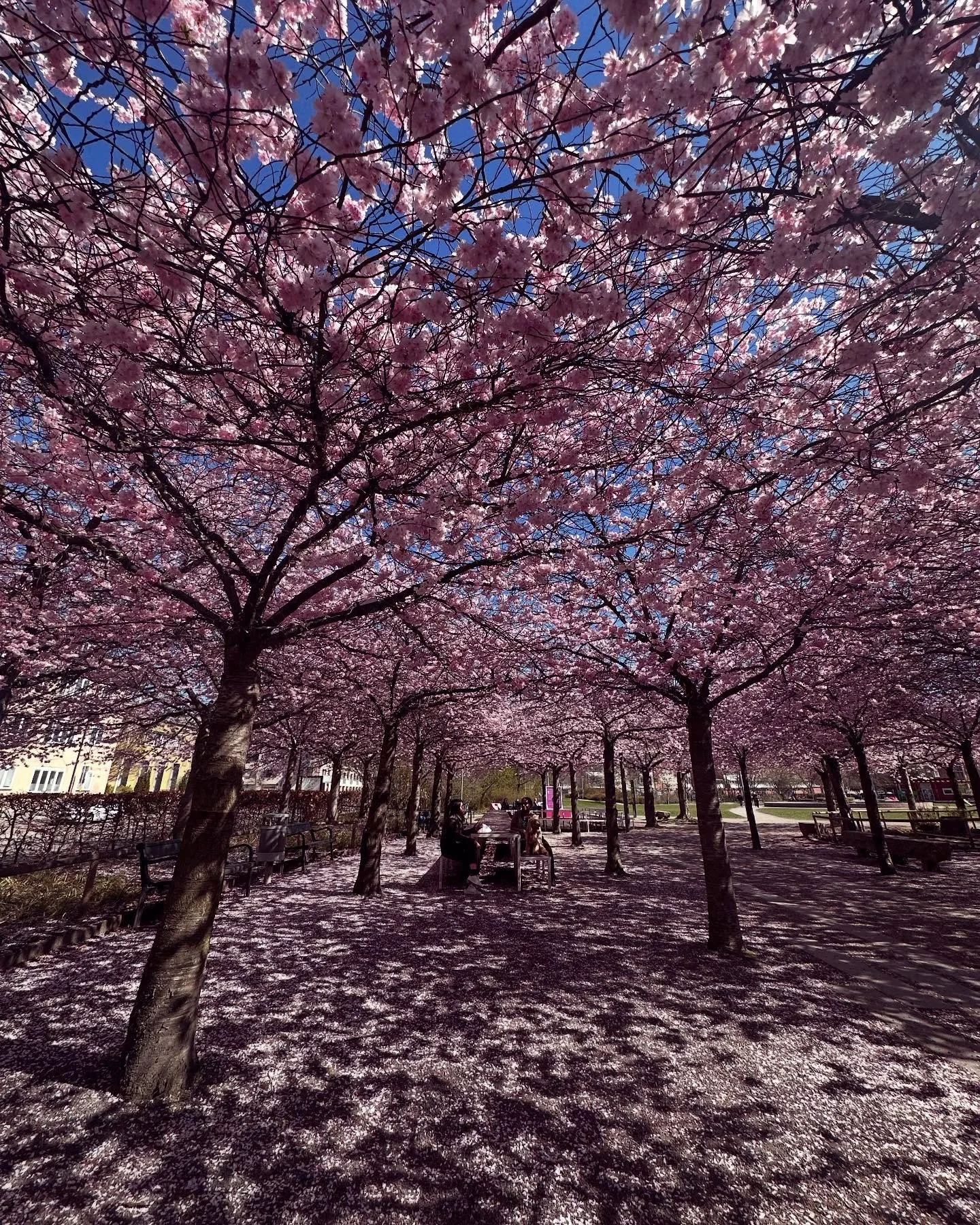 Cherry blossoms in full bloom at Furutorpsplatsen 💕🌸
.
.
.
.
#Helsingborg #VisitHelsingborg #ThisIsHbg #HelsingborgCity #HbgCity #CherryBlossom