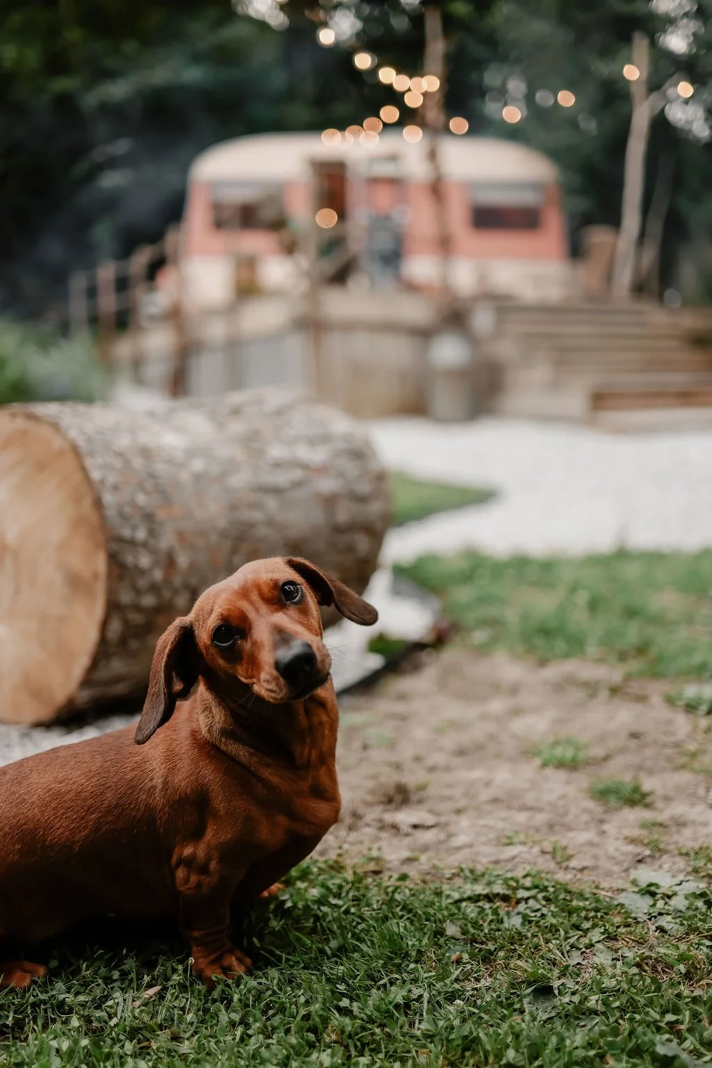 A cute brown dachshund dog with a curious expression sitting on grass next to a large fallen tree trunk during daytime. In the background, there is a blurred vintage camper with string lights above it, and a wooden staircase leading up to the camper,