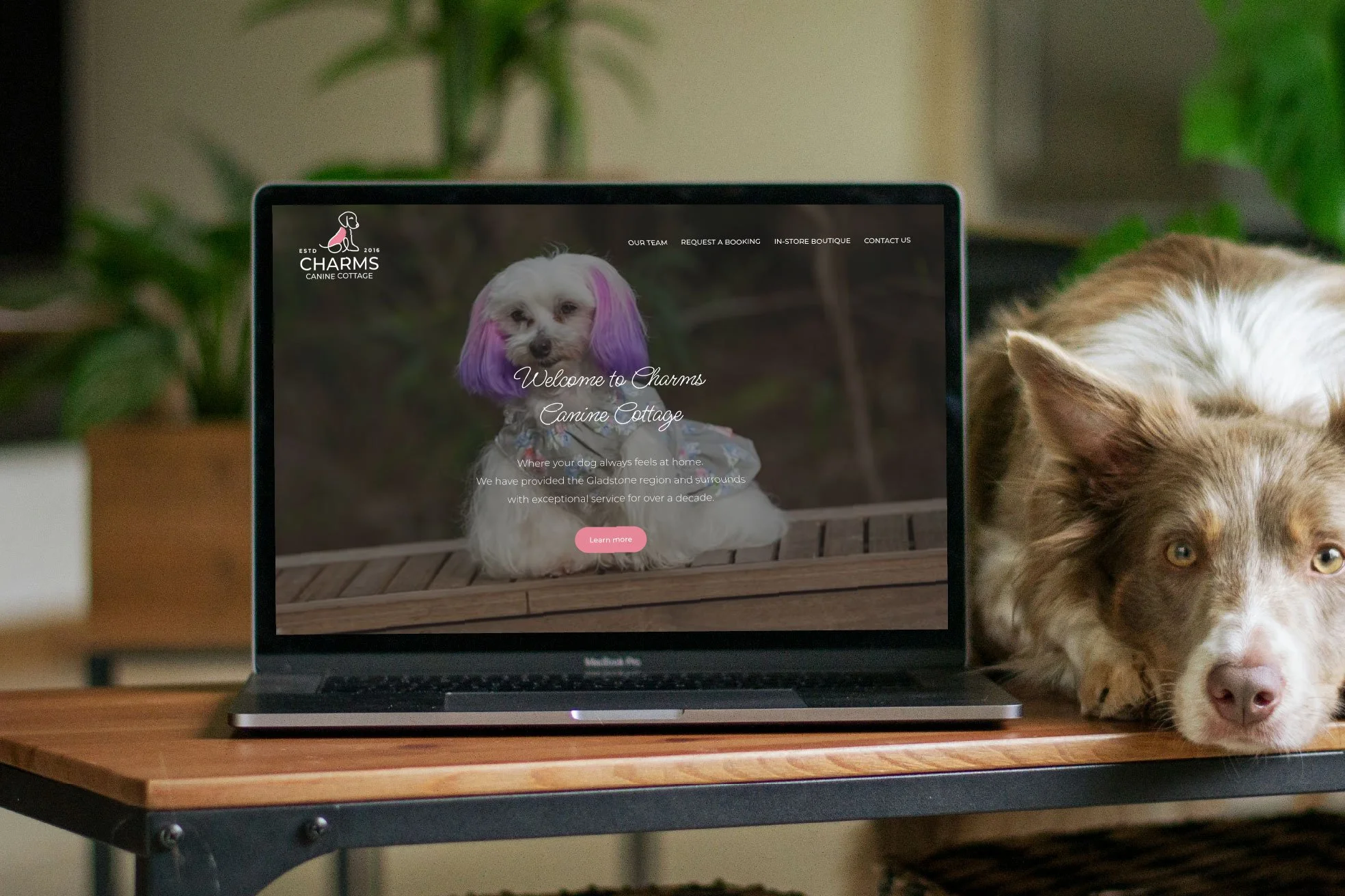 A laptop displaying a website called Charms Canine Cottage, with an image of a small white dog with purple ears on the screen. Next to the laptop, a brown and white dog with piercing eyes rests its head on the table.