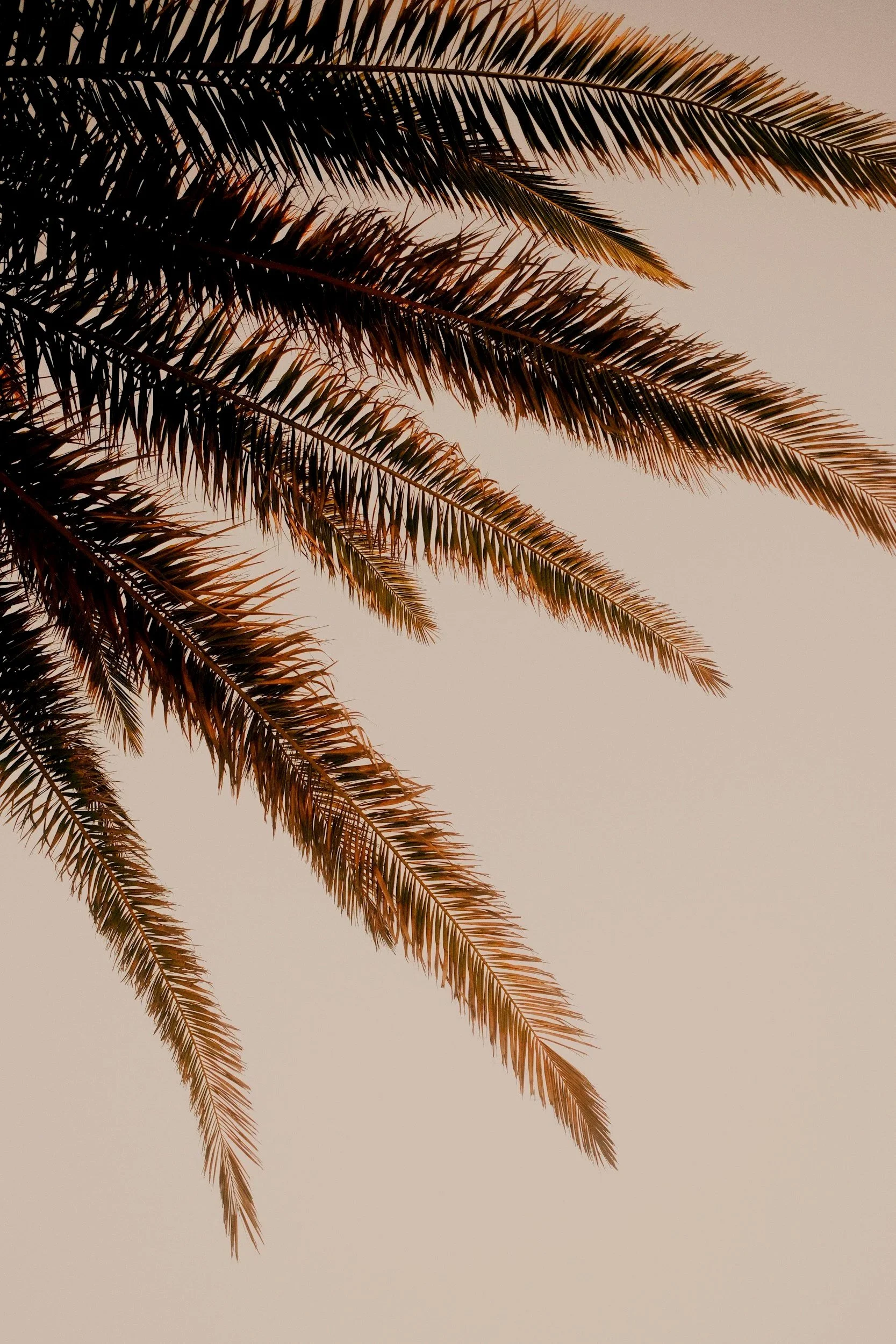 Close-up of palm tree fronds against a beige sky.