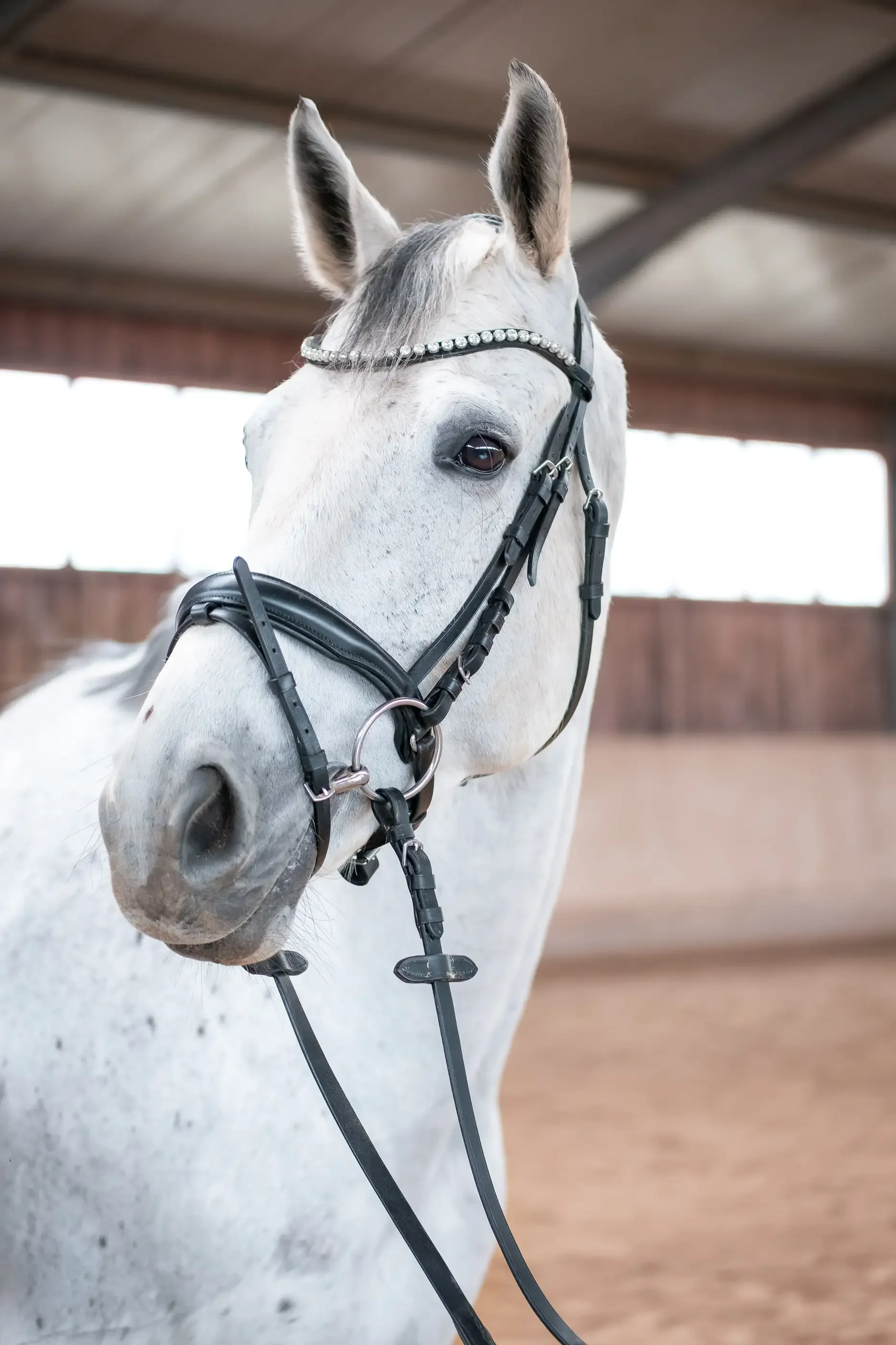 Personal Brand Shoot - EquiMotion Pferdephysio by limiloulu 