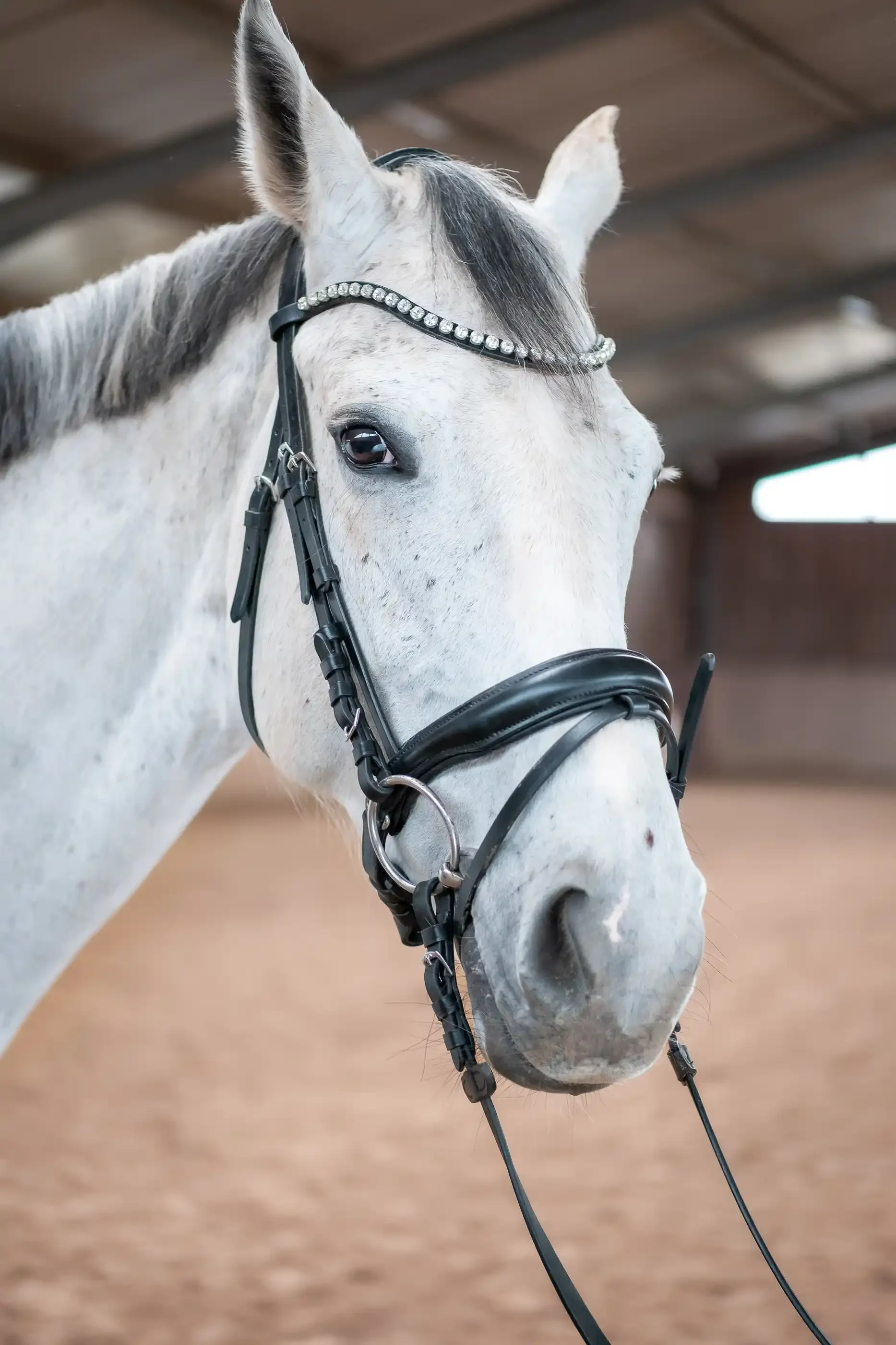 Personal Brand Shoot - EquiMotion Pferdephysio by limiloulu 