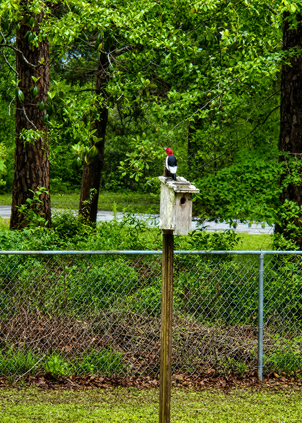 Woodpecker - Copy.png