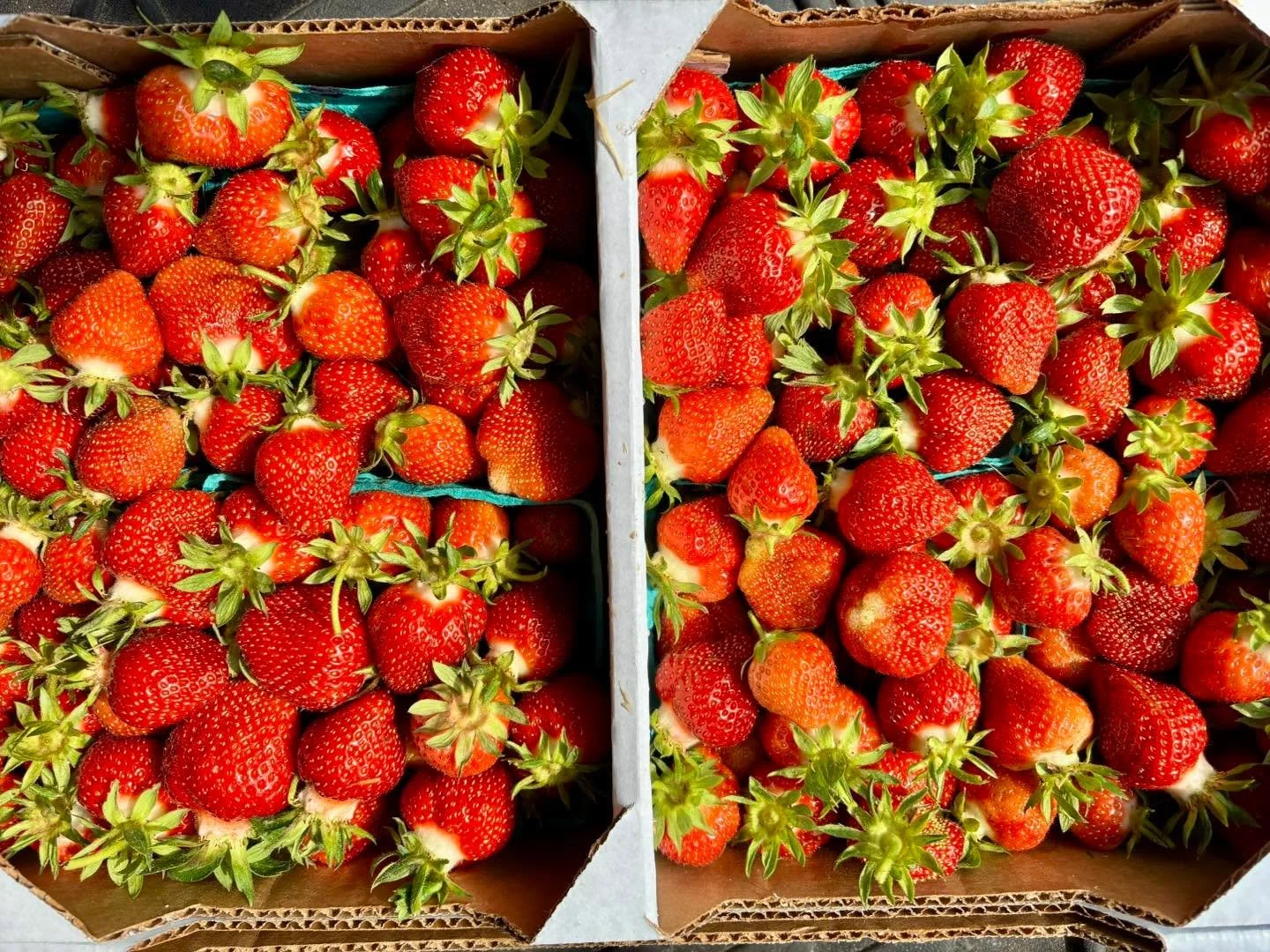 🍓 Fresh from the farm to your plate! 🍓

We picked up a flat of locally grown, freshly picked strawberries from @reevesfarmsllc yesterday, and they&rsquo;re now making their way into our June specials!

Enjoy them in our Strawberry Shortcake Crepe, 