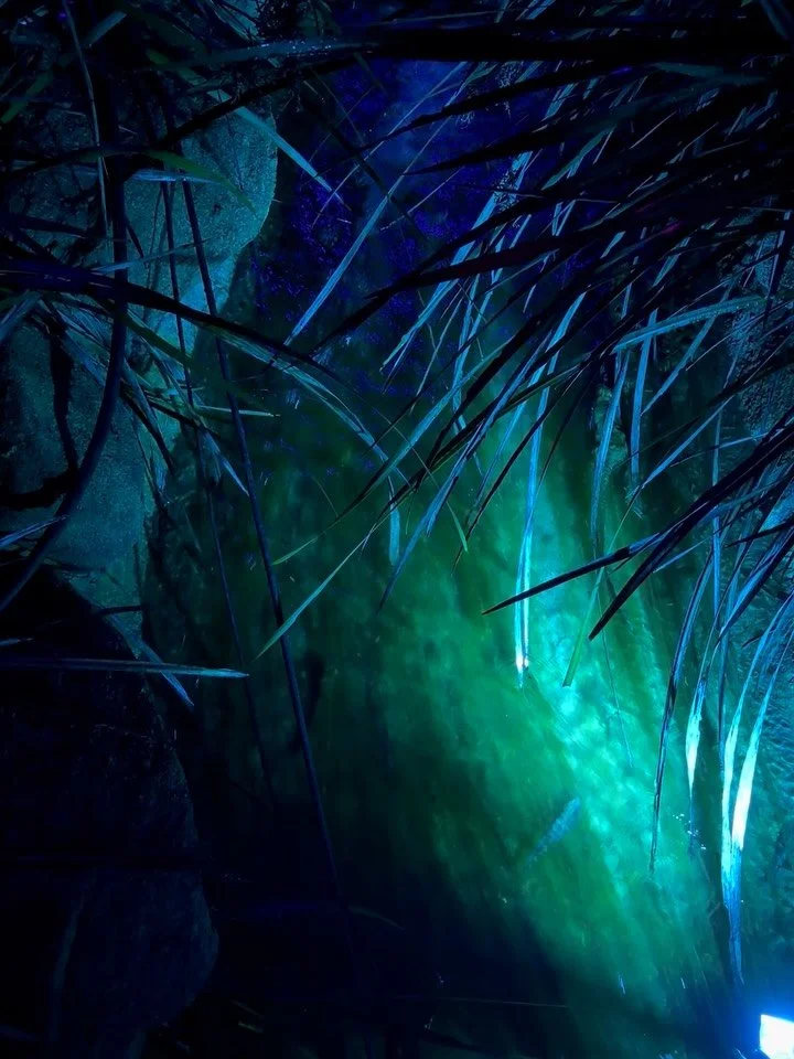 Light works at @kingsparkandbotanicgarden 🌑 🌱