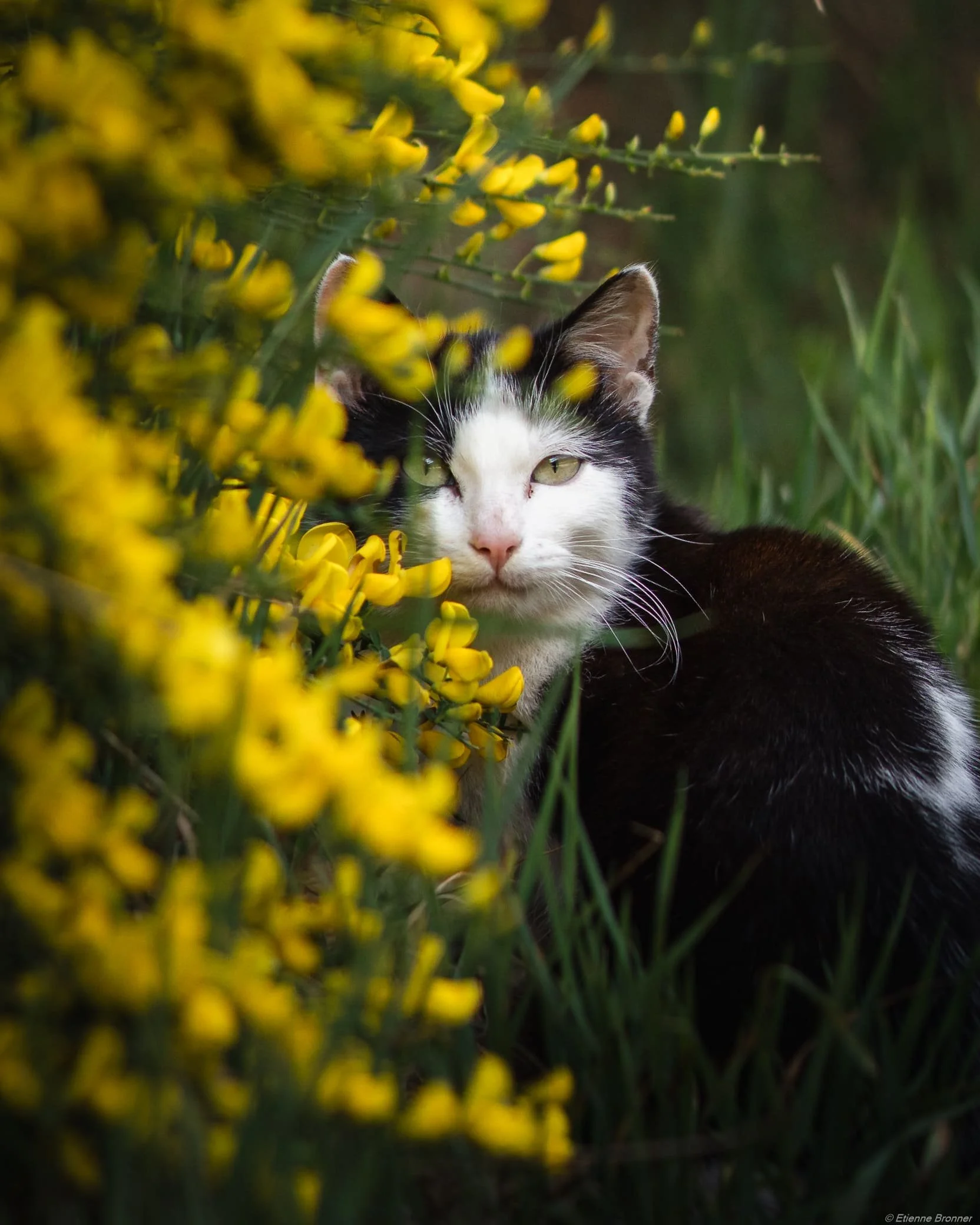 Un chat noir et blanc se cache parmi des fleurs jaunes dans un environnement naturel, observant calmement.