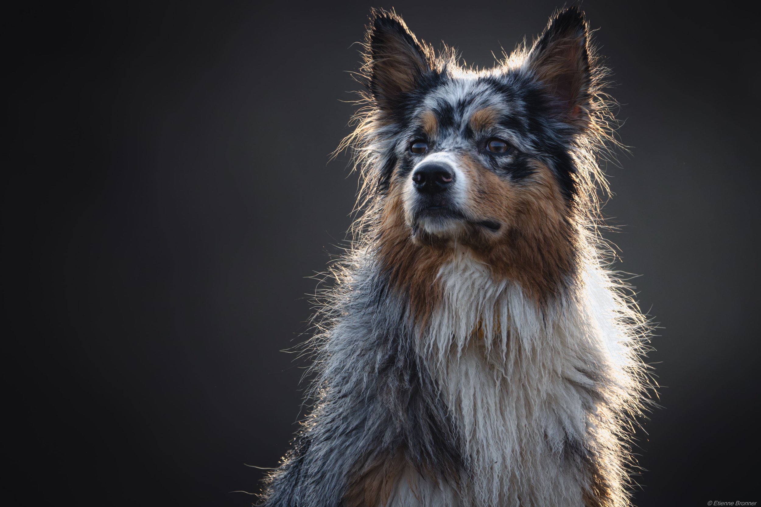 Mon passé de photographe animalier