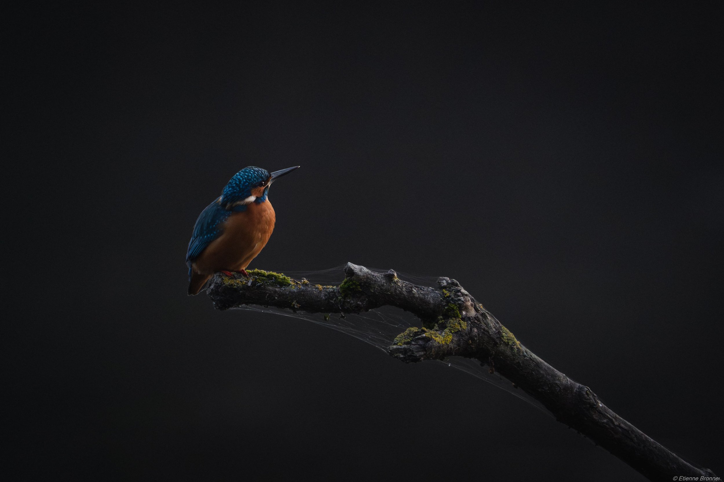 DSC01593-Avec accentuation-Bruit.jpg