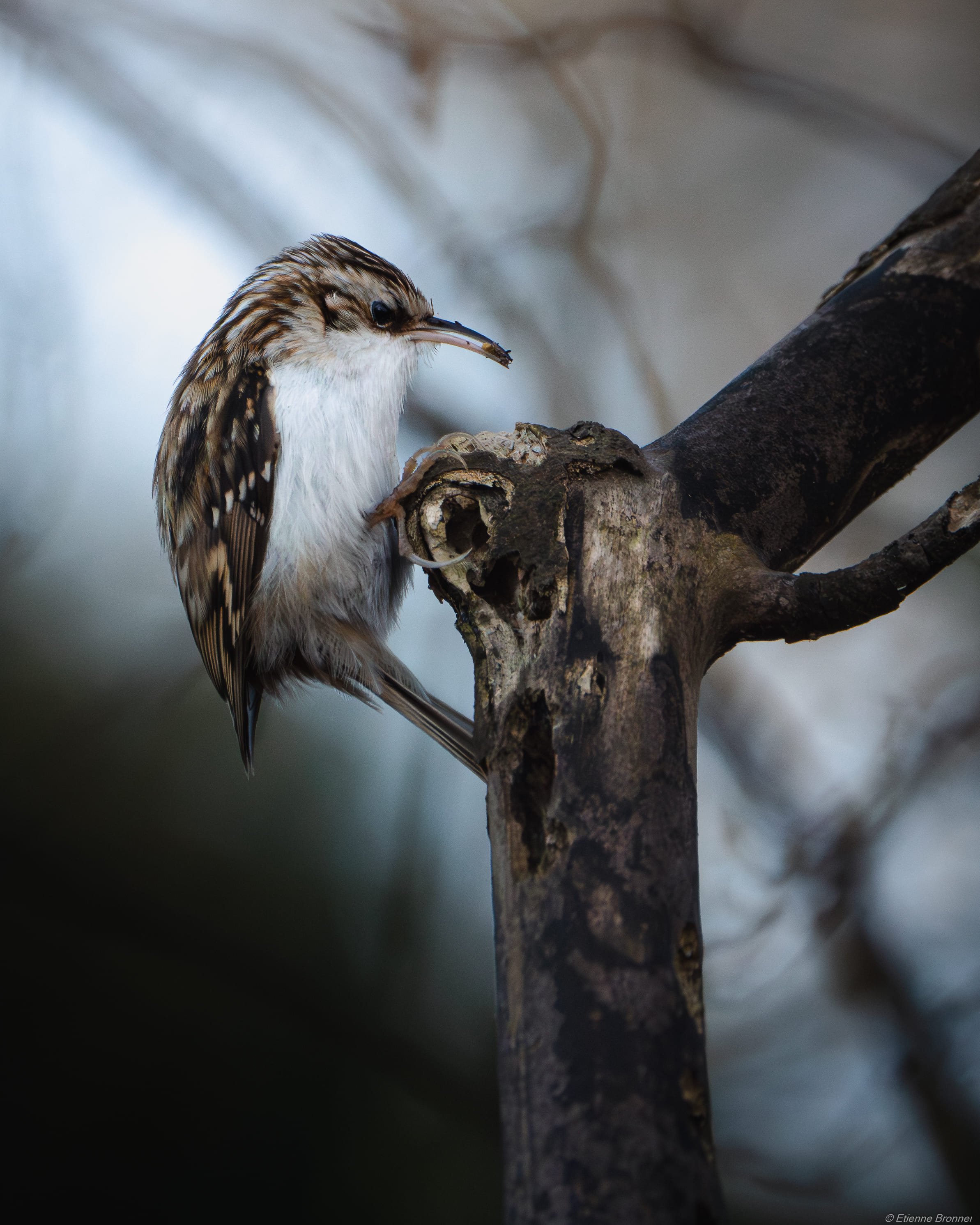 DSC03024-Avec accentuation-Bruit.jpg