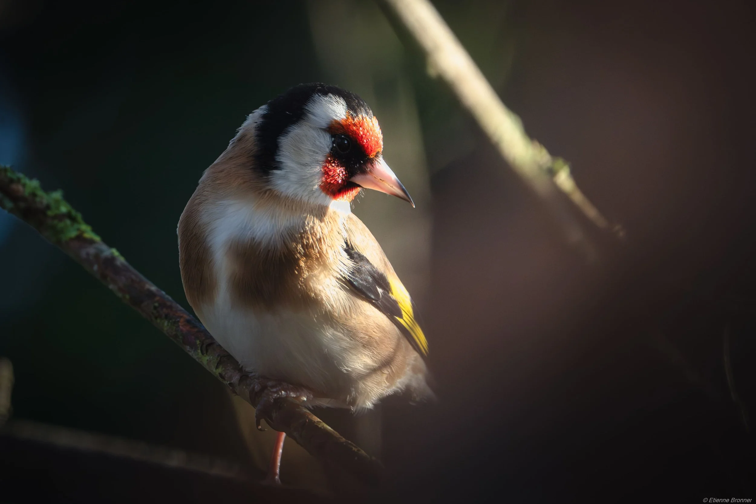 DSC03765-Avec accentuation-Bruit.jpg