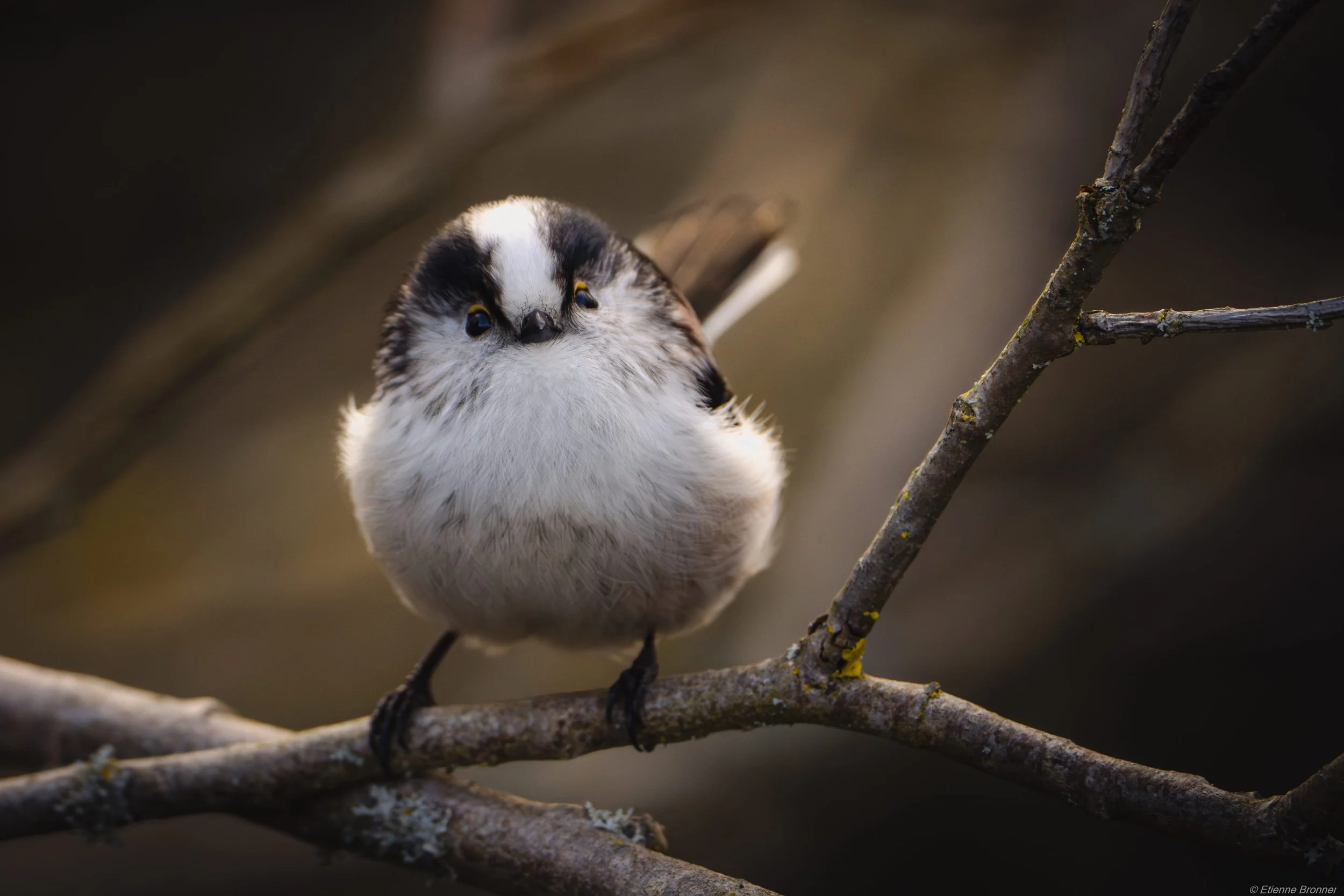 DSC04846-Avec accentuation-Bruit.jpg