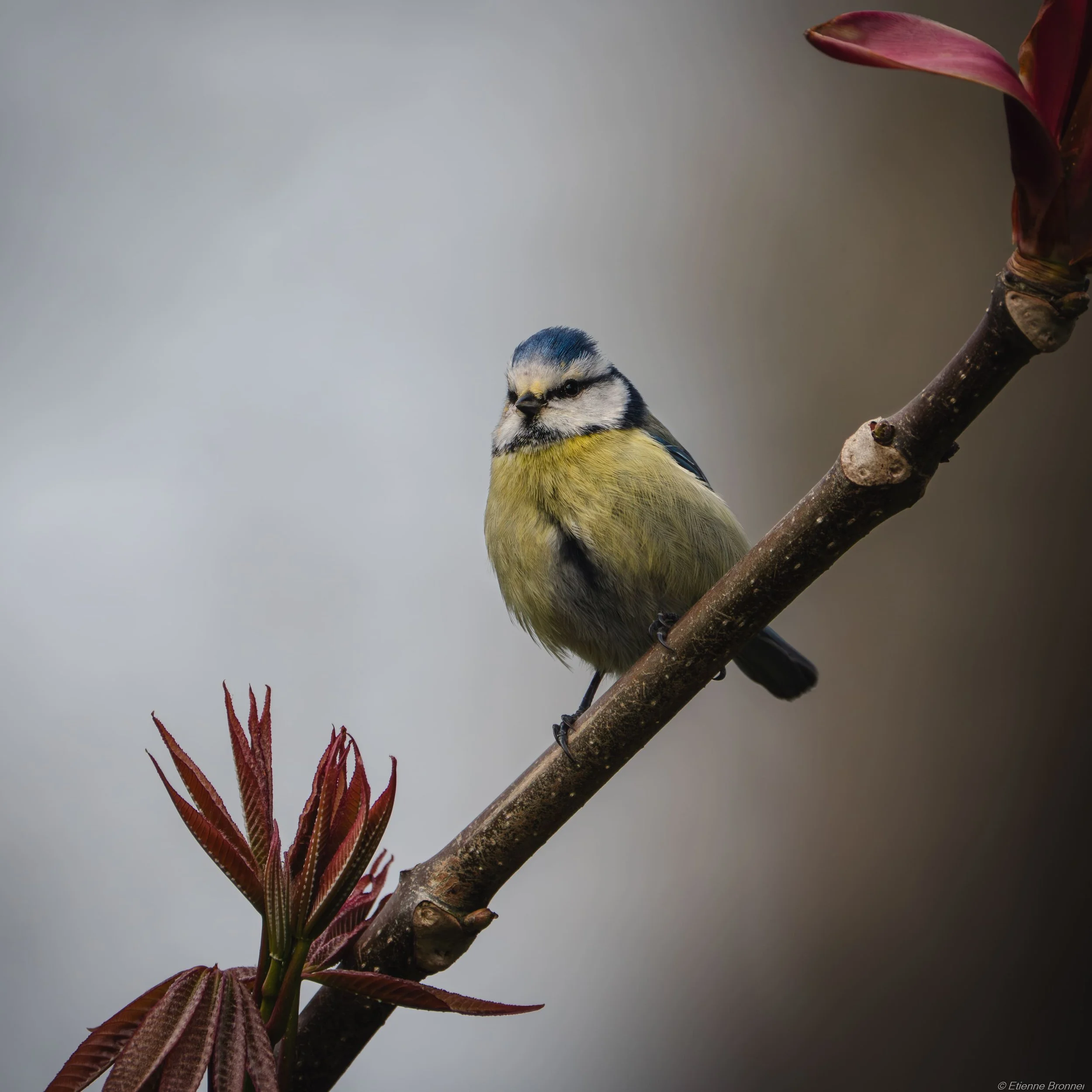 DSC07695-Avec accentuation-Bruit.jpg