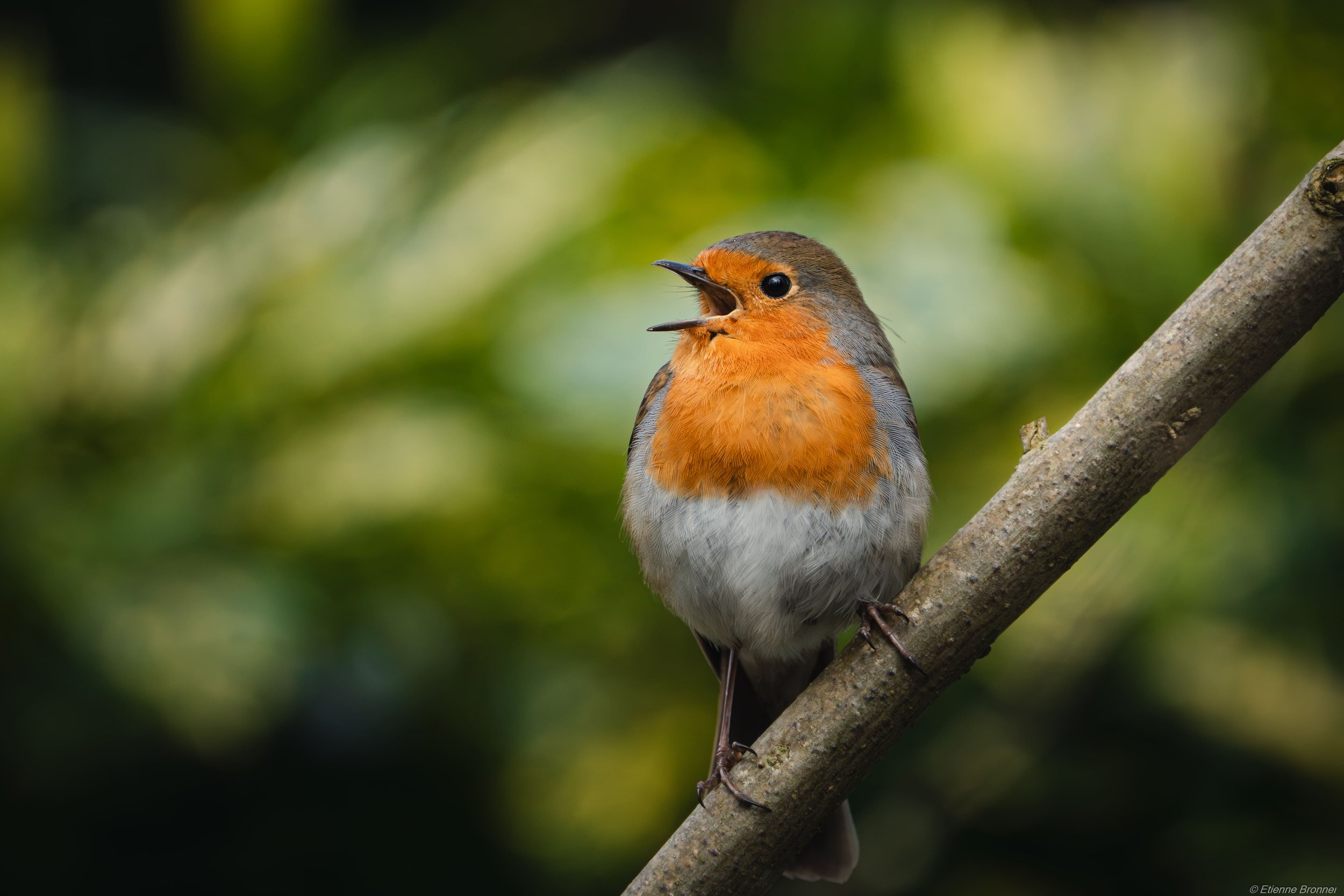 DSC07632-Avec accentuation-Bruit.jpg