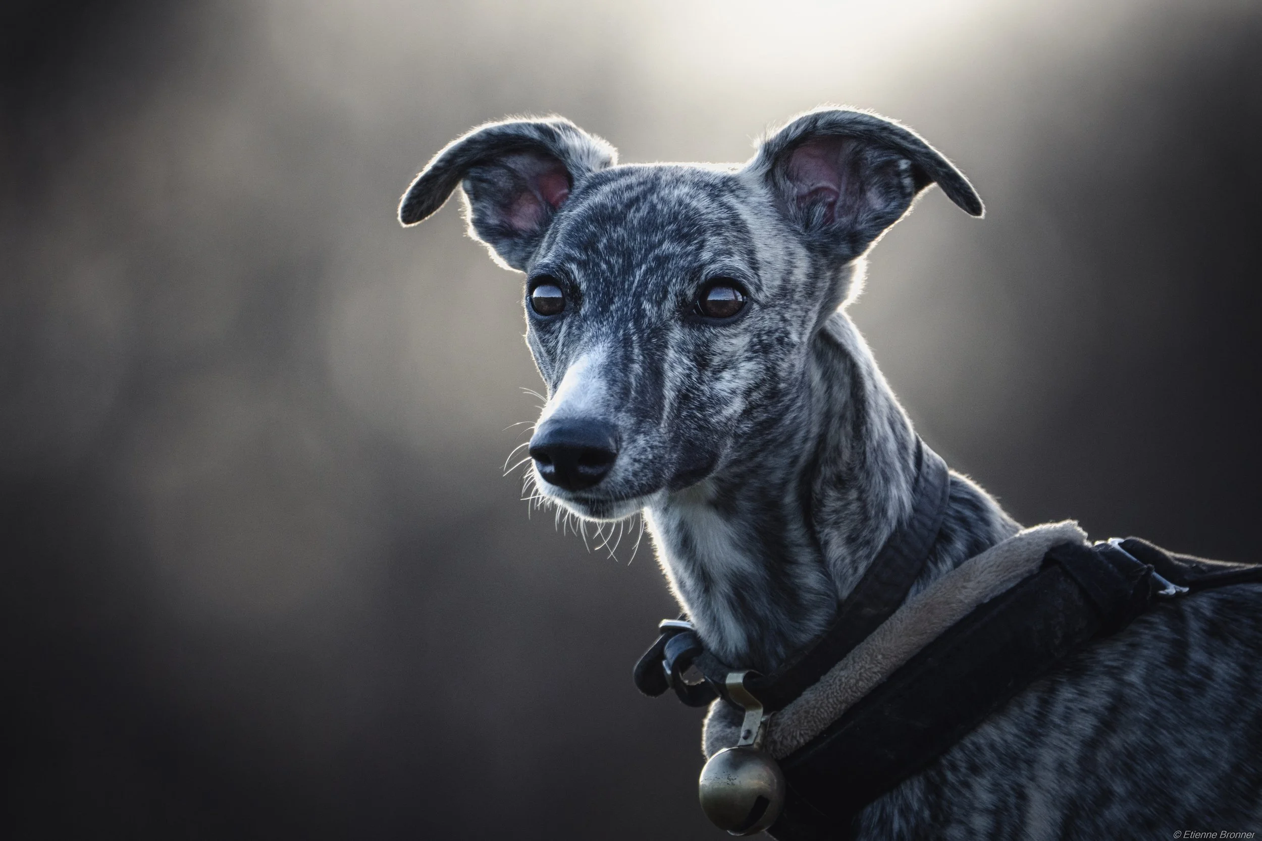 Un chien de race levrier au pelage tacheté gris, blanc et noir, portant un collier avec une clochette. Il regarde vers la caméra avec un fond flou sombre et une lumière douce derrière lui.
