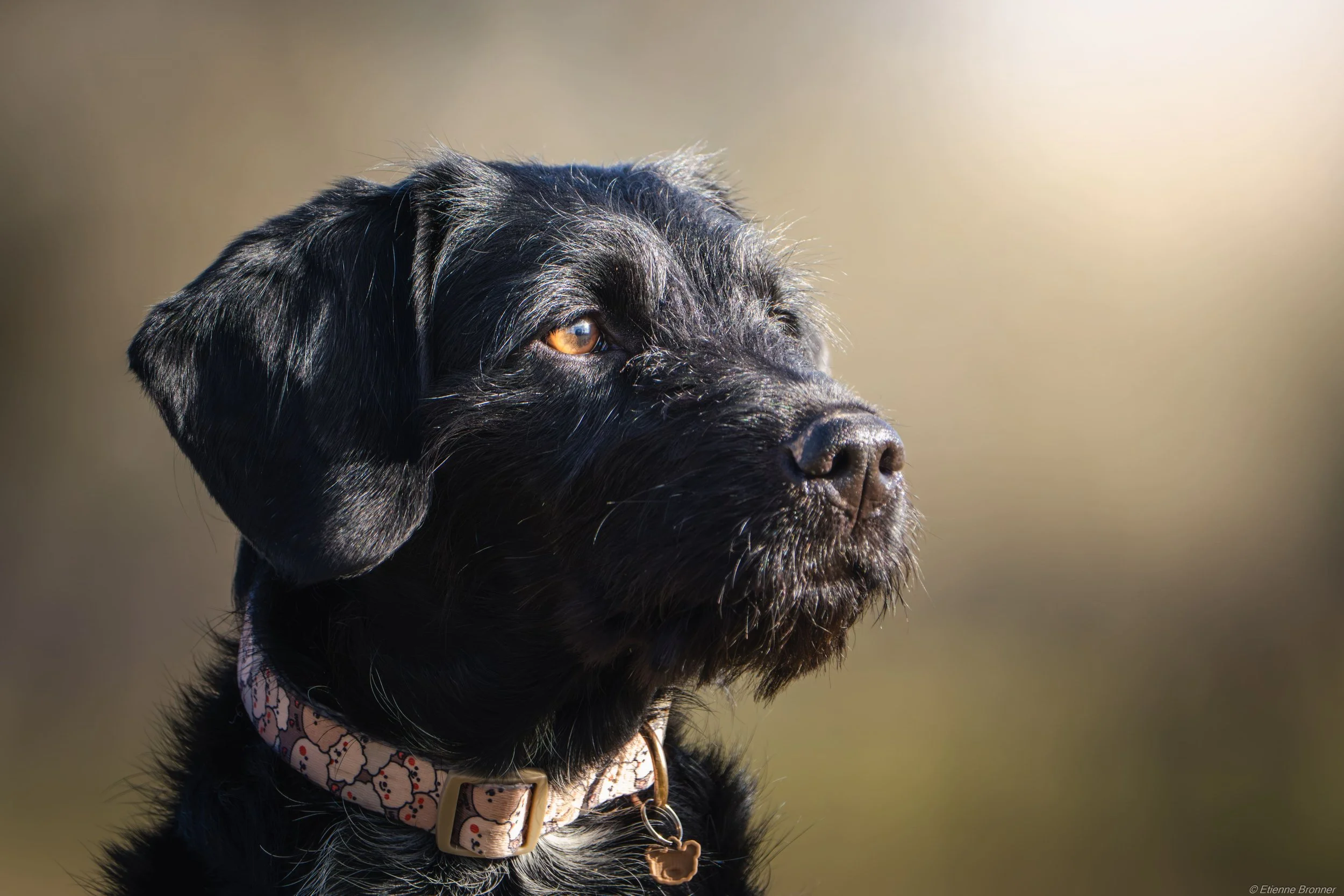 Portrait d'un chien au pelage sombre illuminé par un soleil hivernal