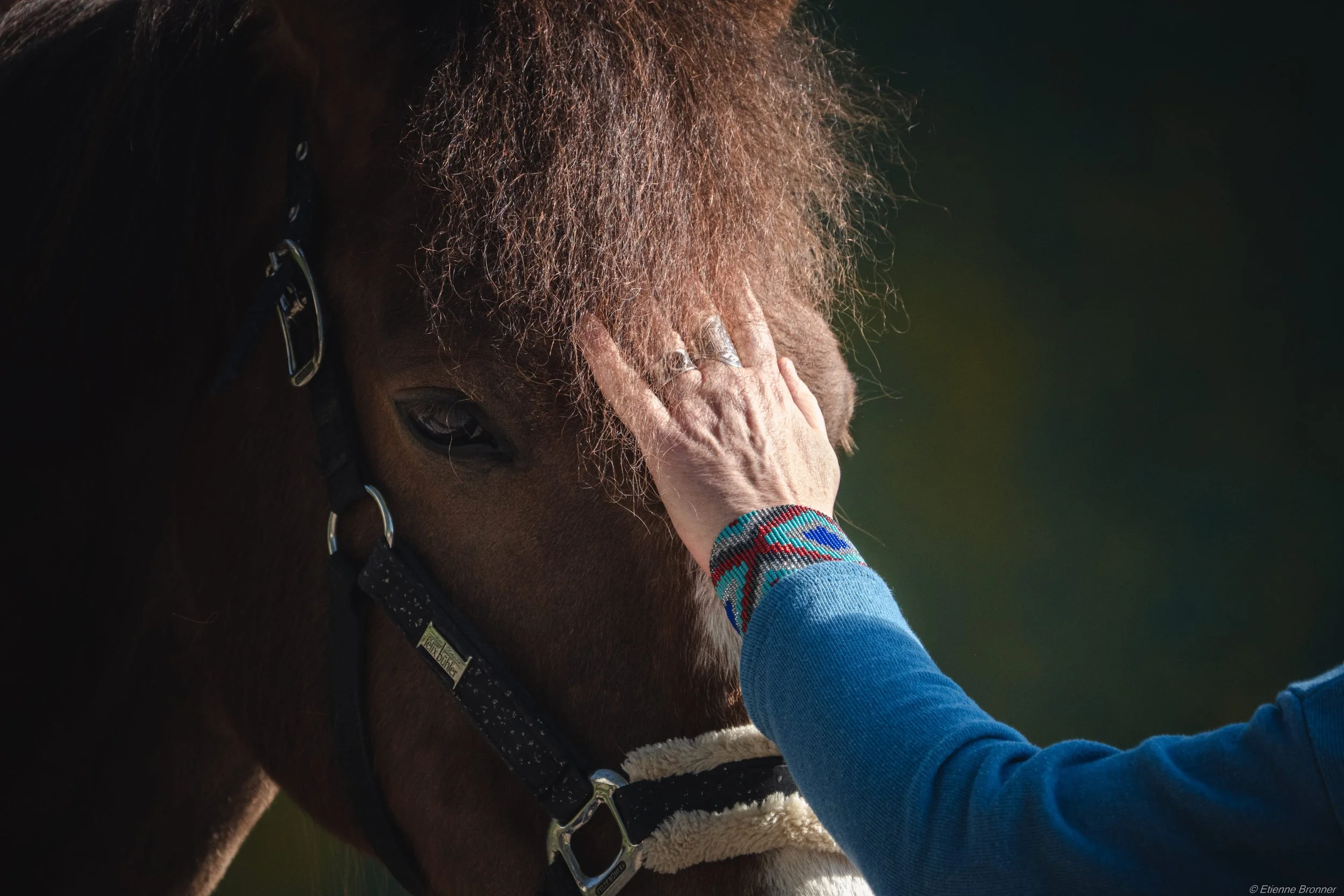 Une personne avec une manche bleue touche la tête d'un cheval brun avec une crinière rousse, portant un harnais noir.