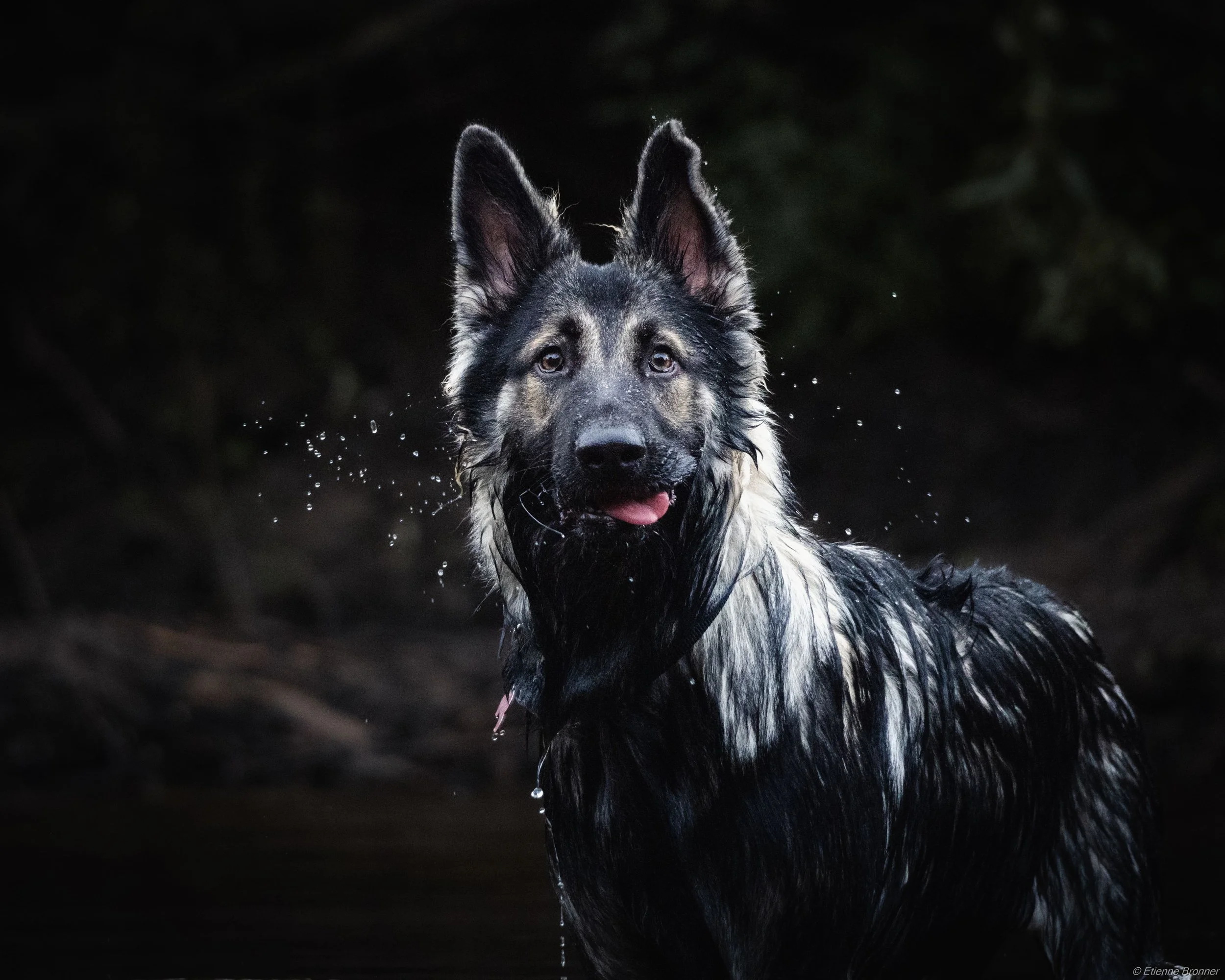 Un chien de race berger allemand dans l'eau, regardant droit devant, avec de l'eau qui tombe de son visage, fond sombre.
